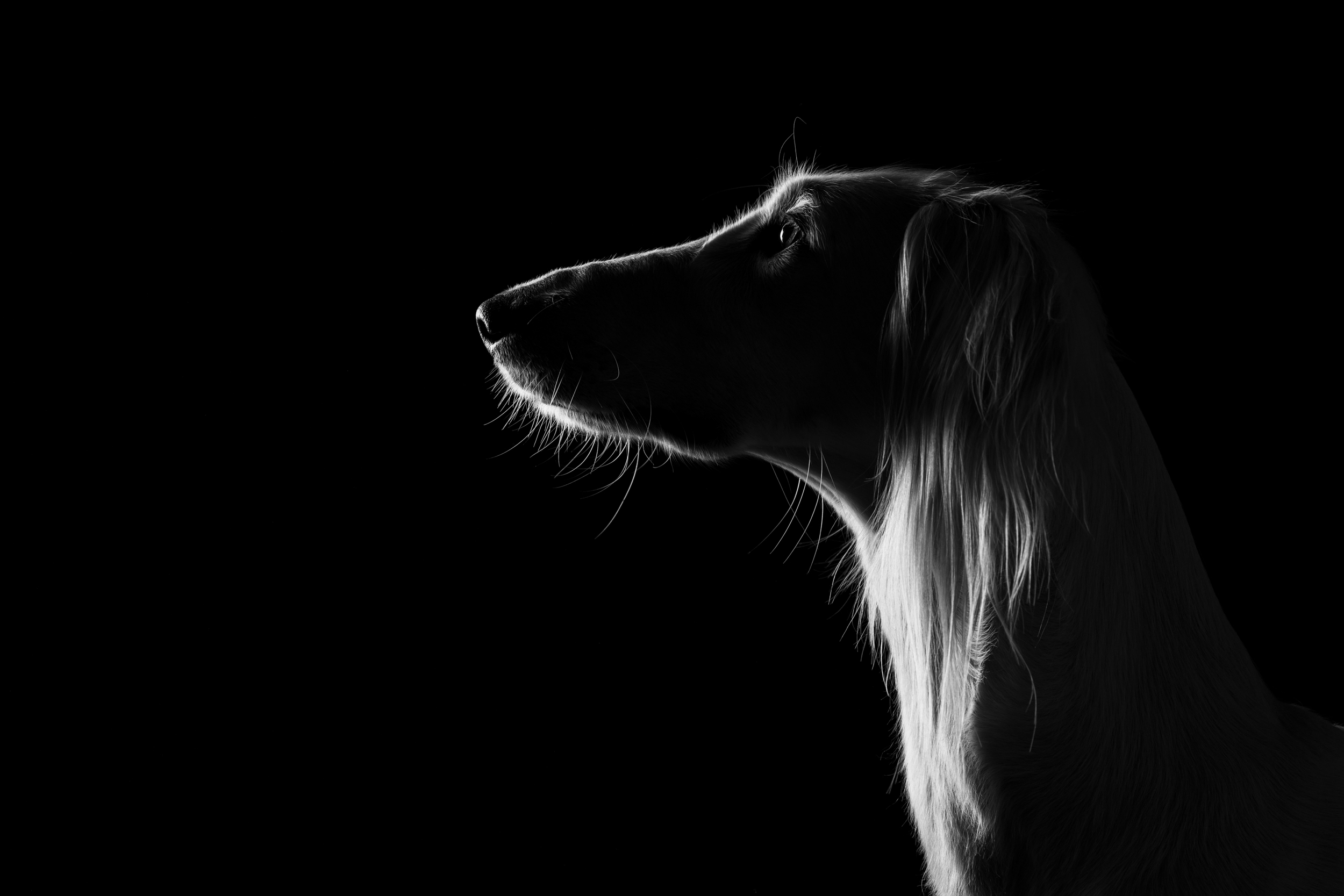 Dog Photography Awards 2025