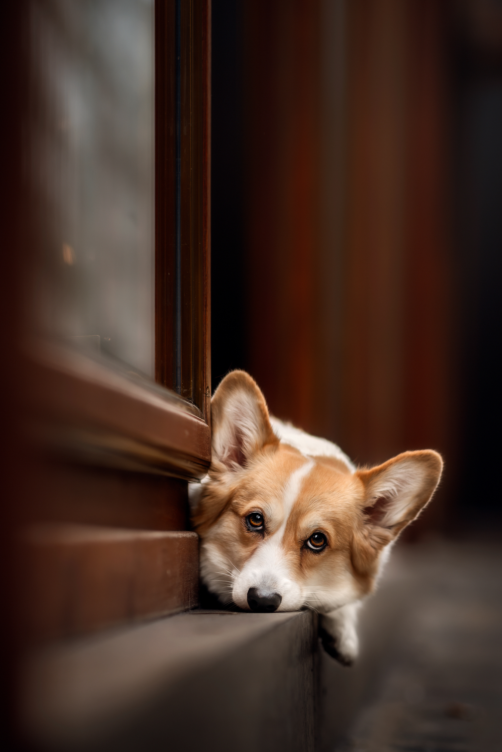 Dog Photography Awards 2025