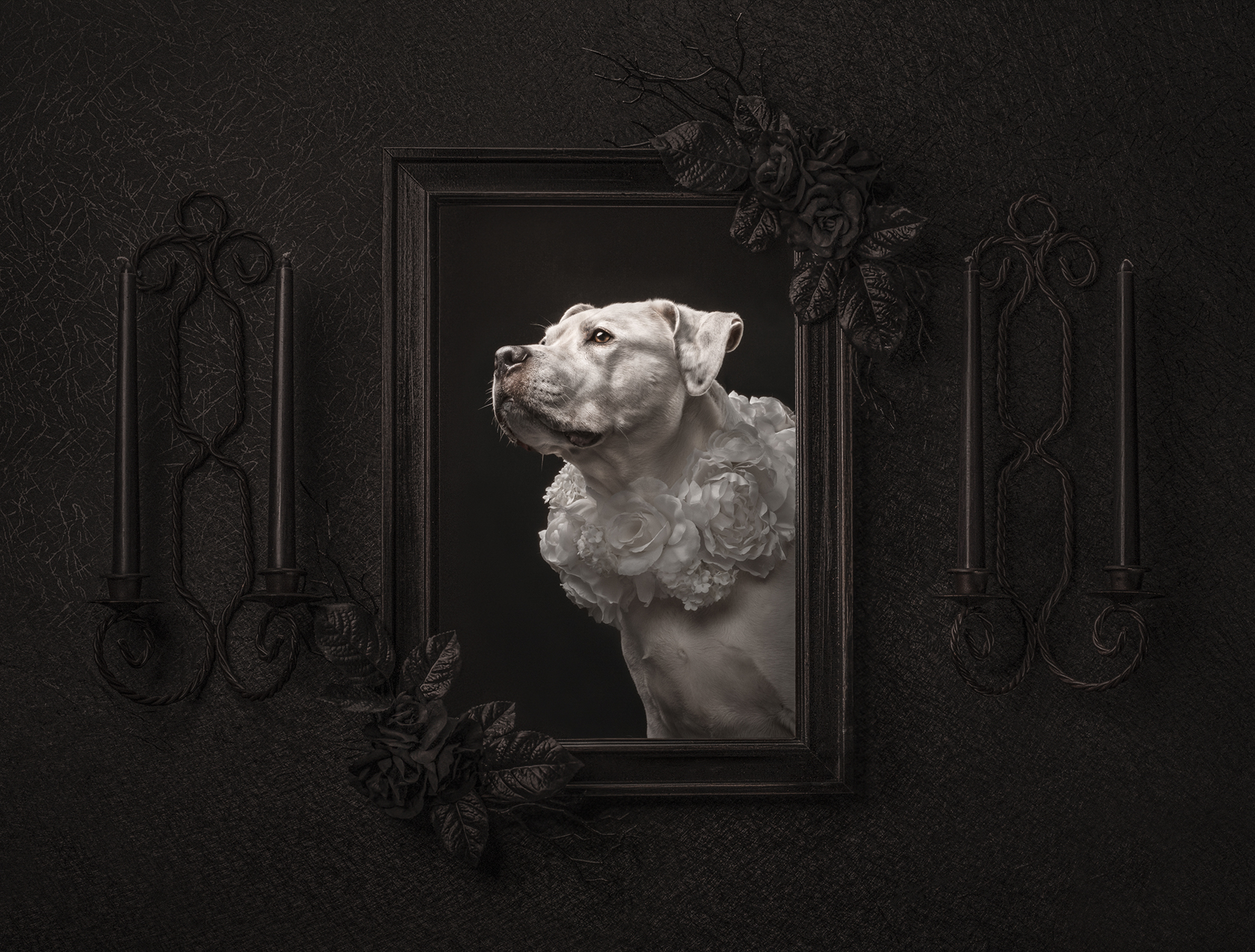 Dog Photography Awards 2025