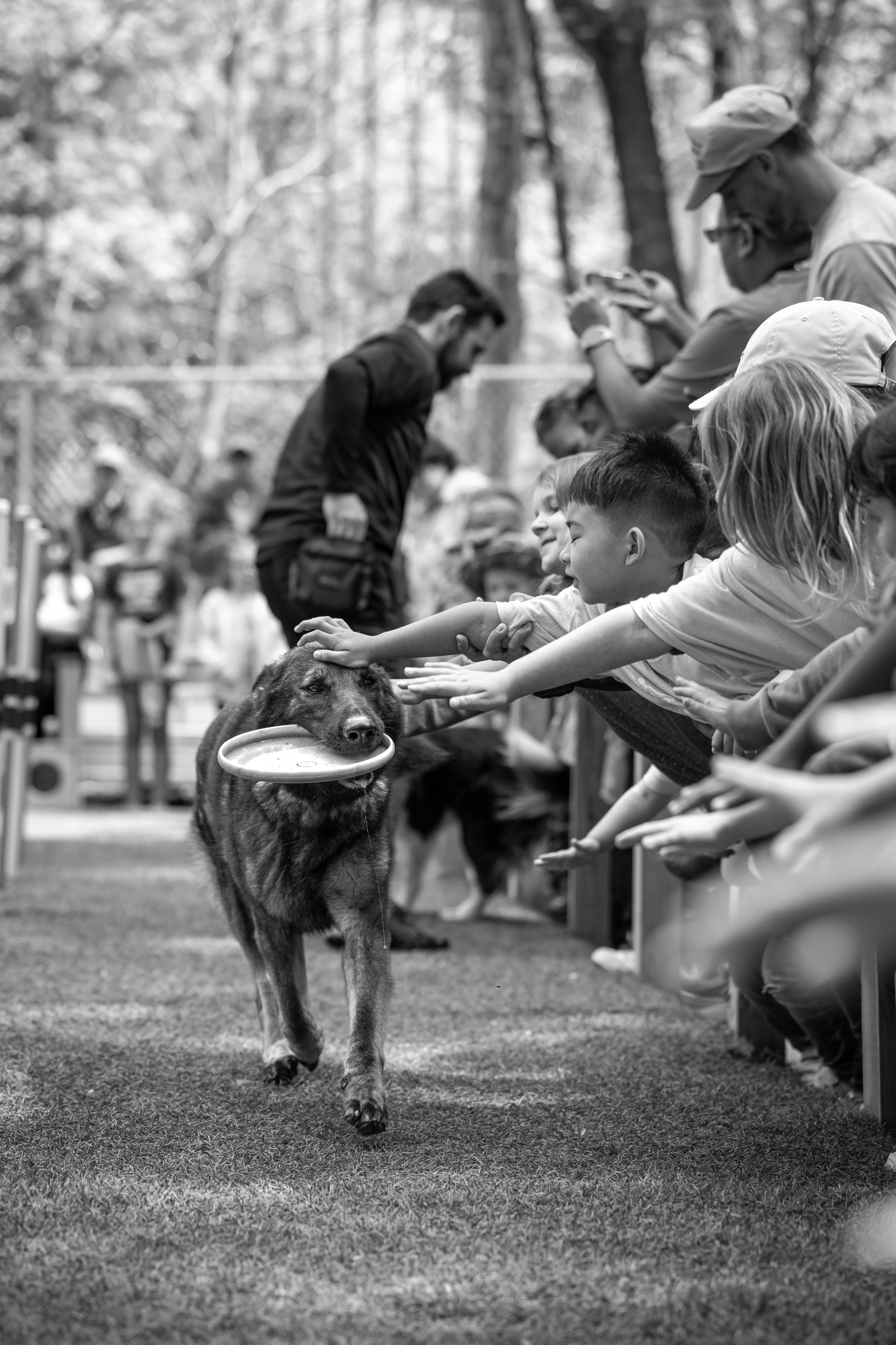 Dog Photography Awards 2025