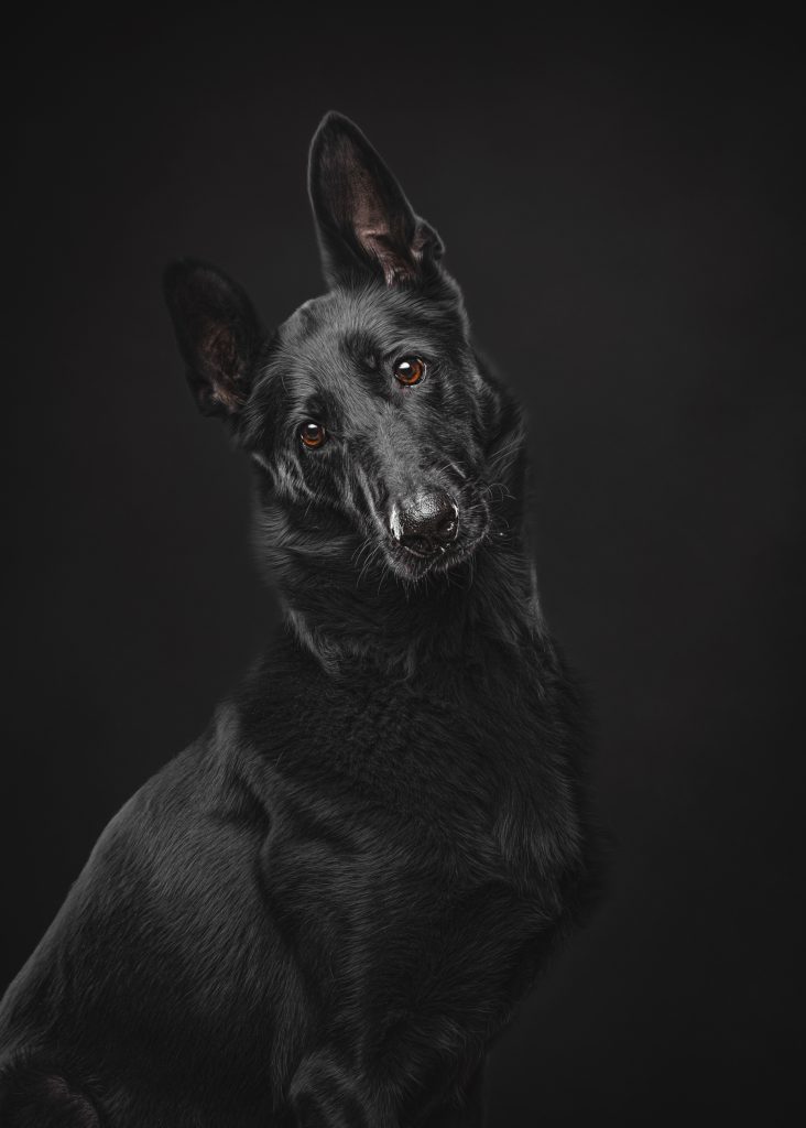 Travis Patenaude Dog Photography Awards 2025