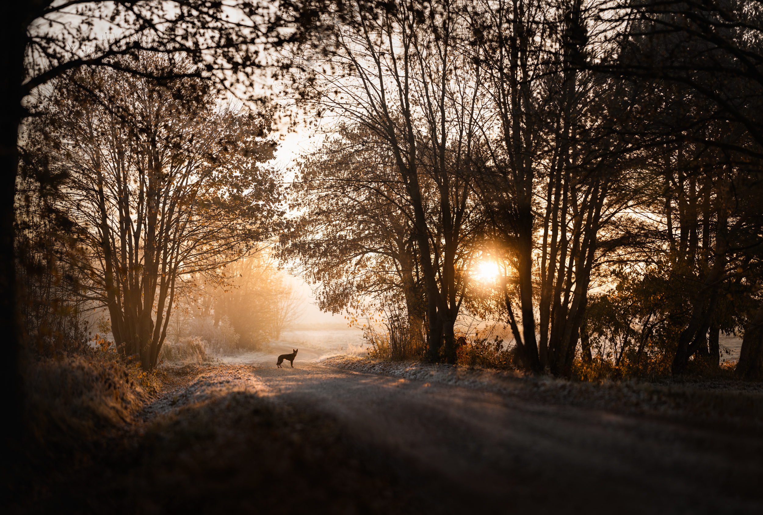 Dog Photography Awards 2025