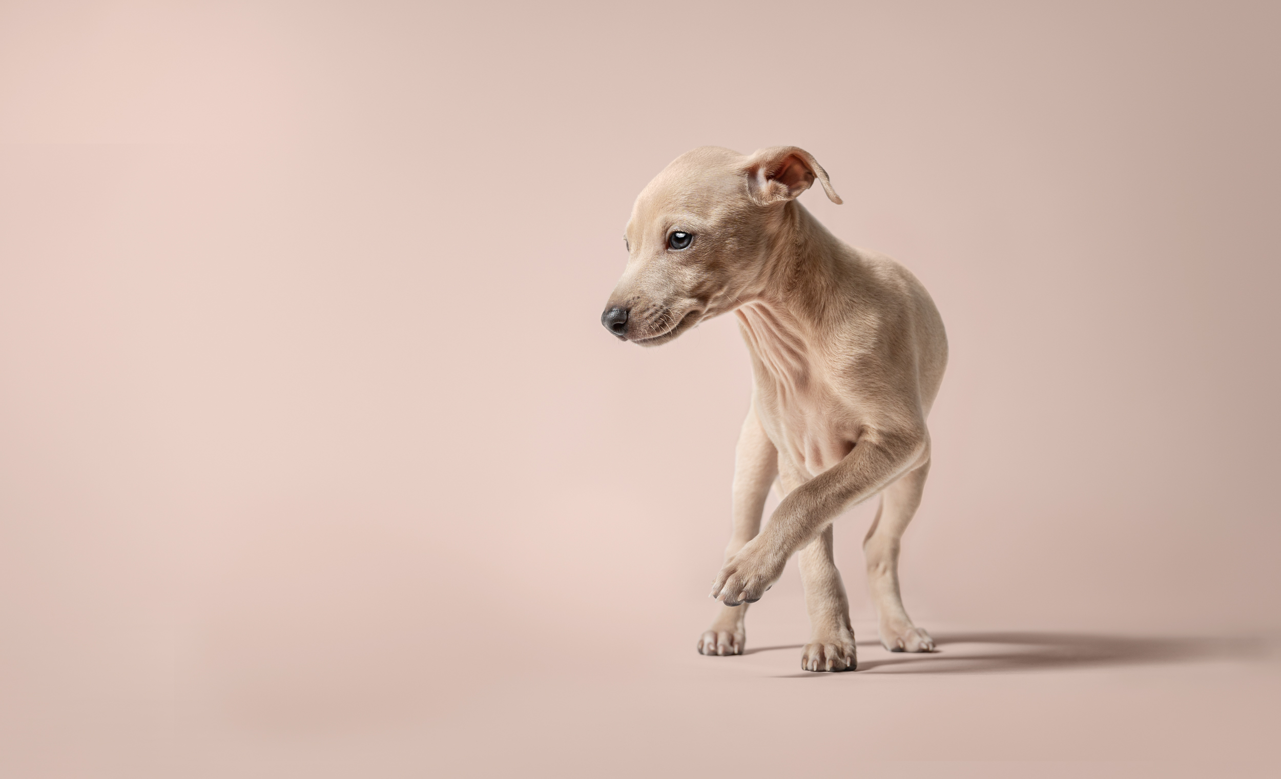 Dog Photography Awards 2025