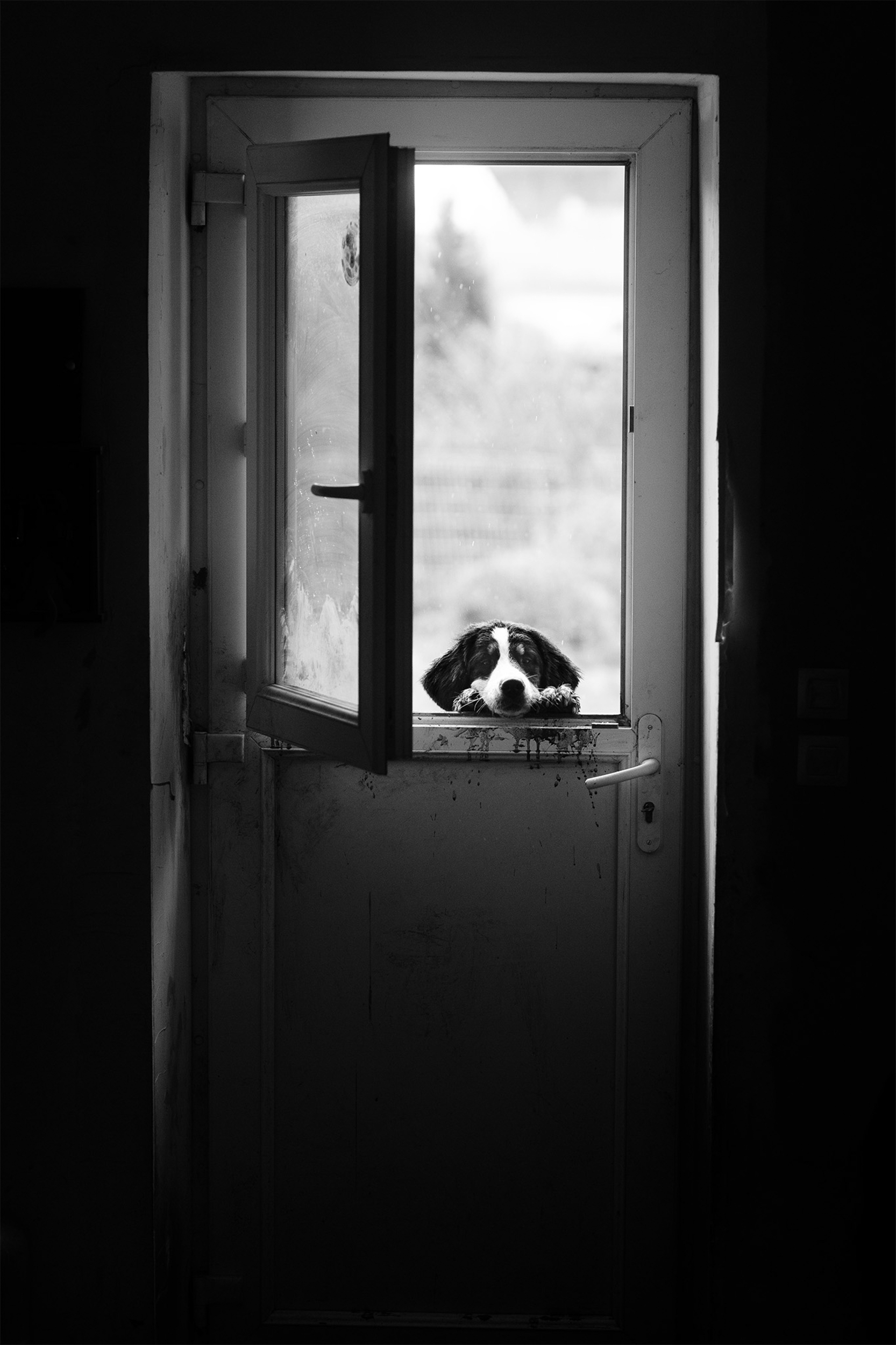 Dog Photography Awards 2025