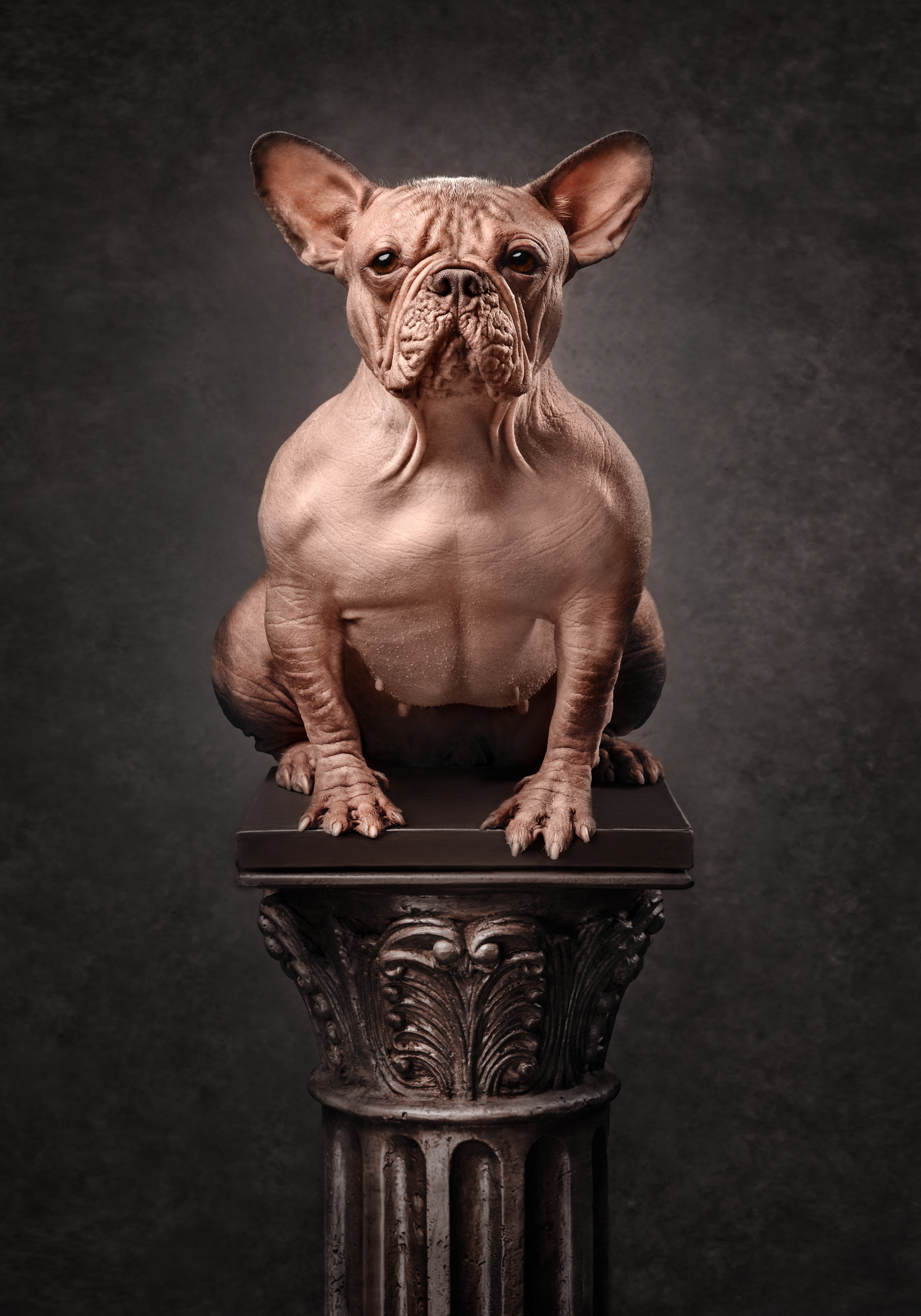 Dog Photography Awards 2025