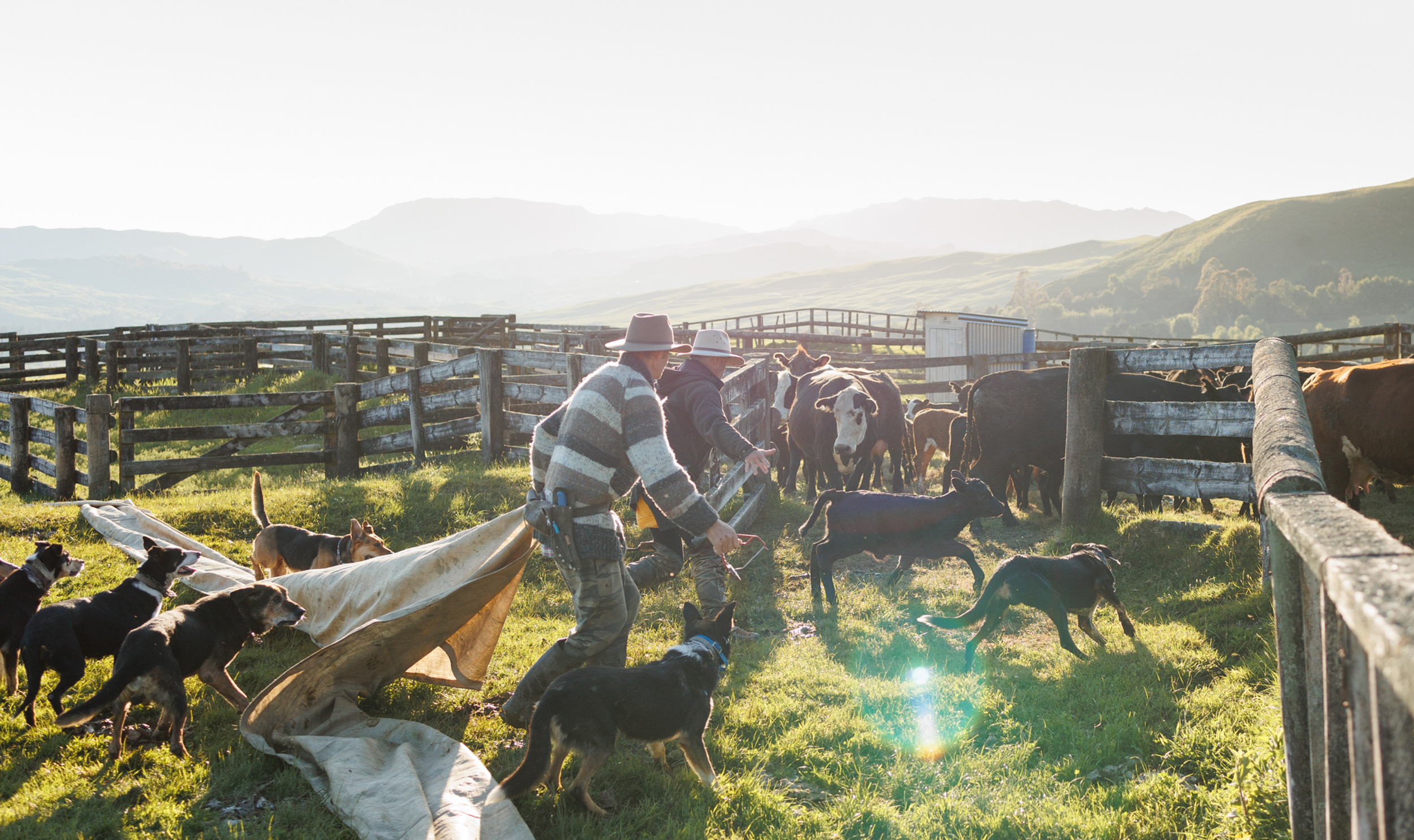 Dog Photography Awards 2025