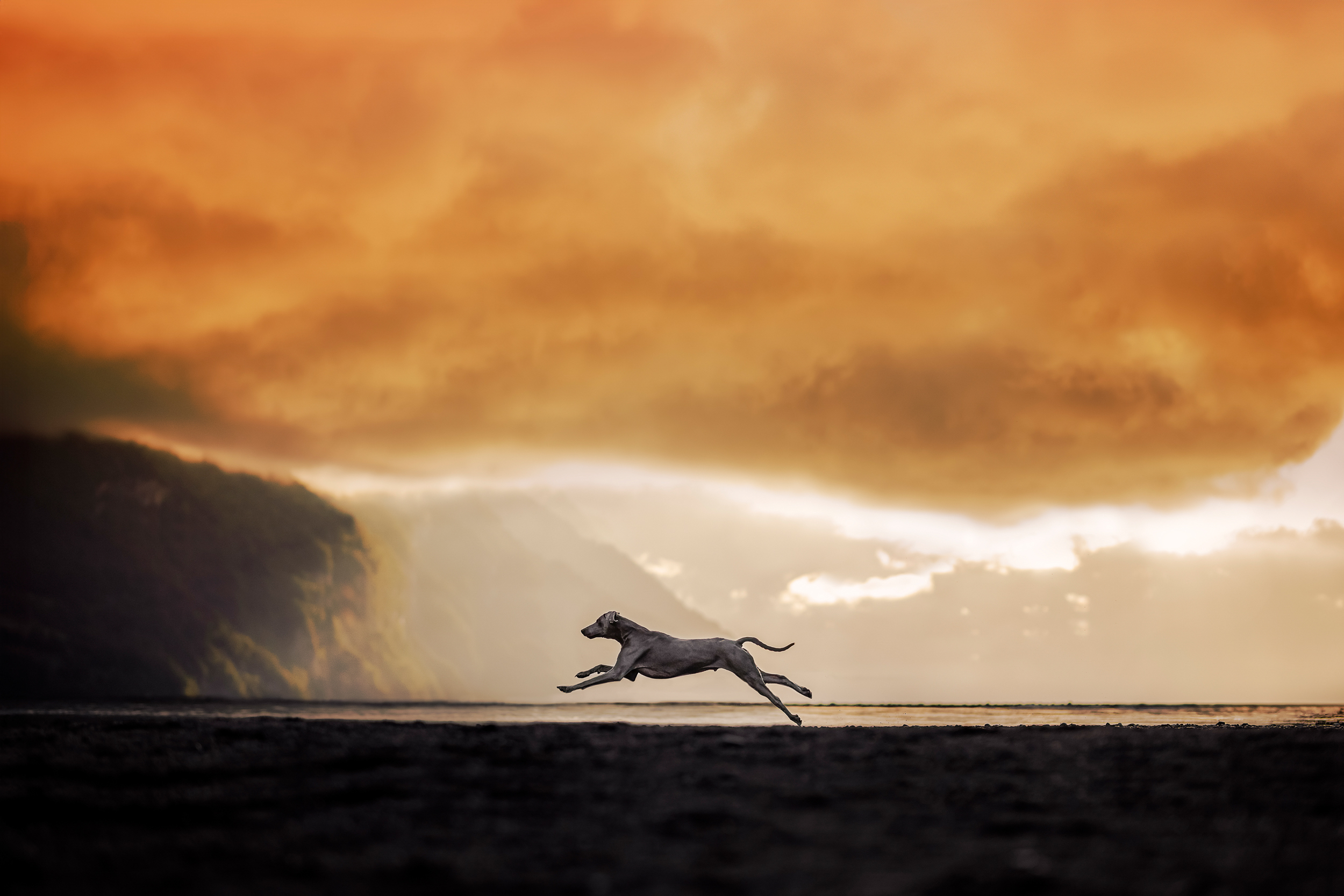 Dog Photography Awards 2025