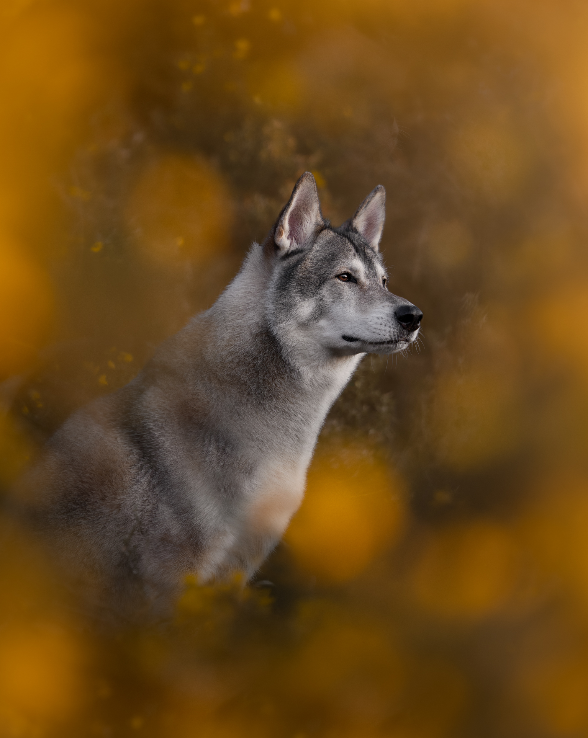 Dog Photography Awards 2025