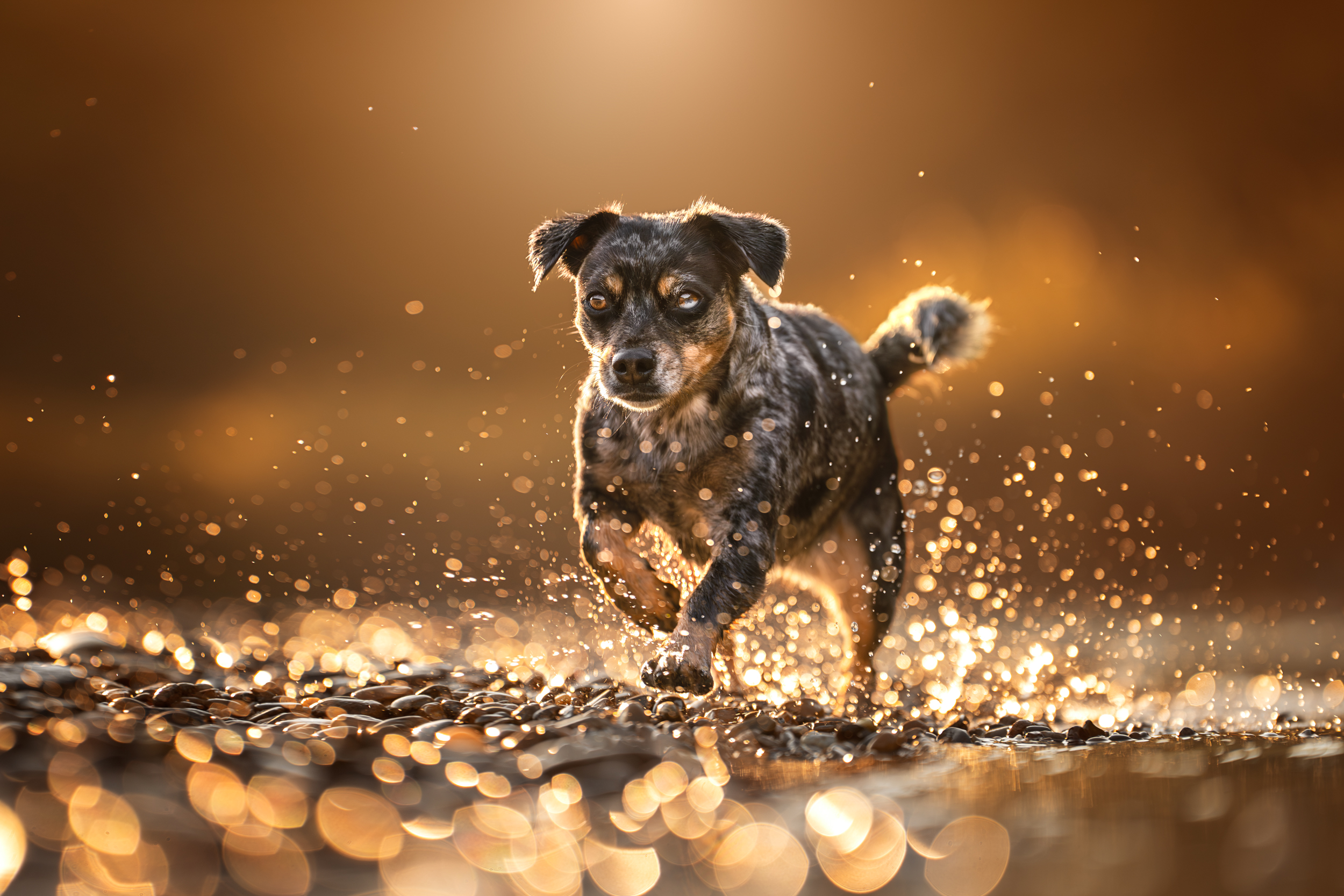 Dog Photography Awards 2025