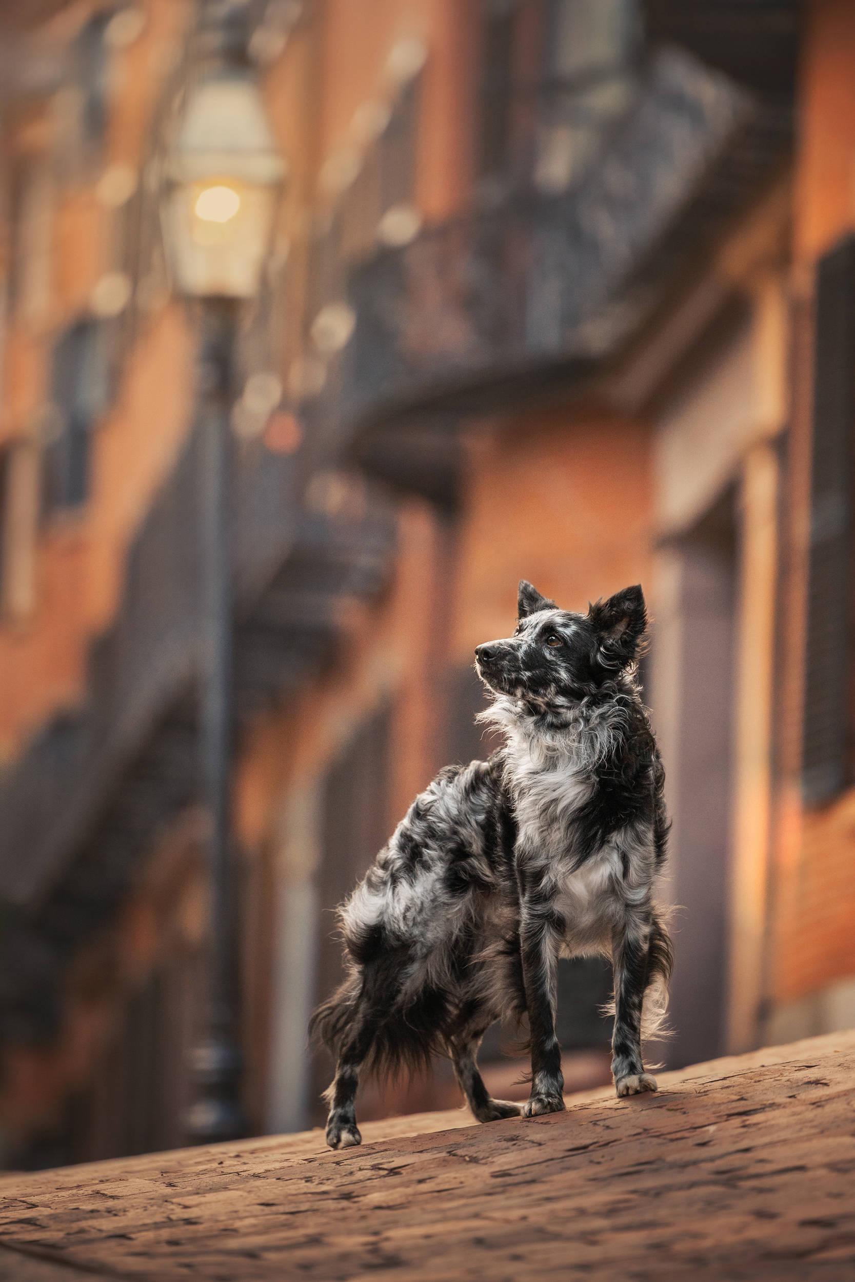 Dog Photography Awards 2025