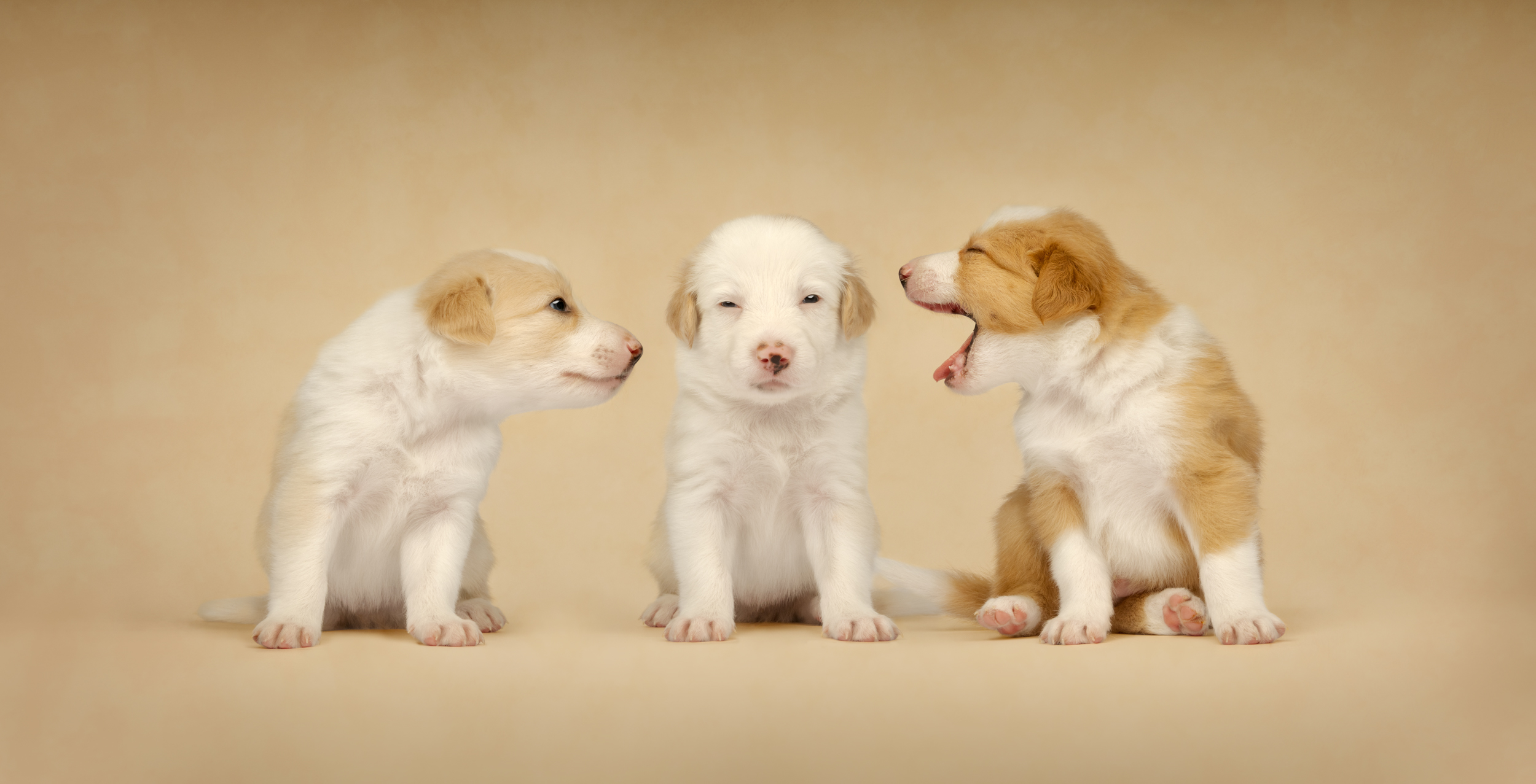 Dog Photography Awards 2025