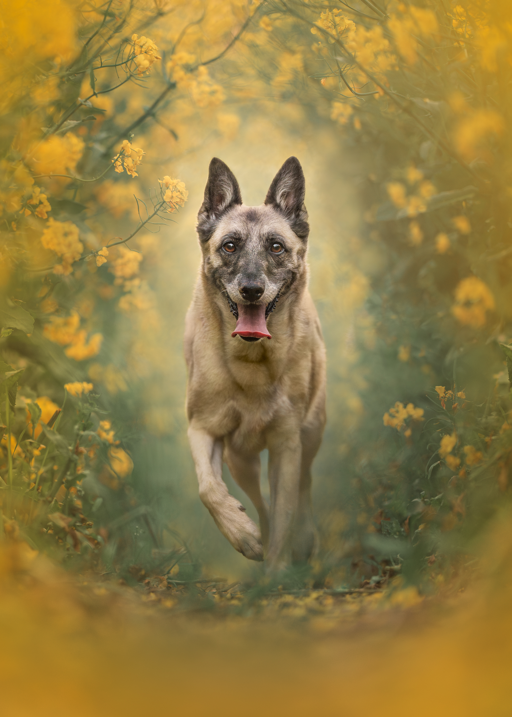 Dog Photography Awards 2025