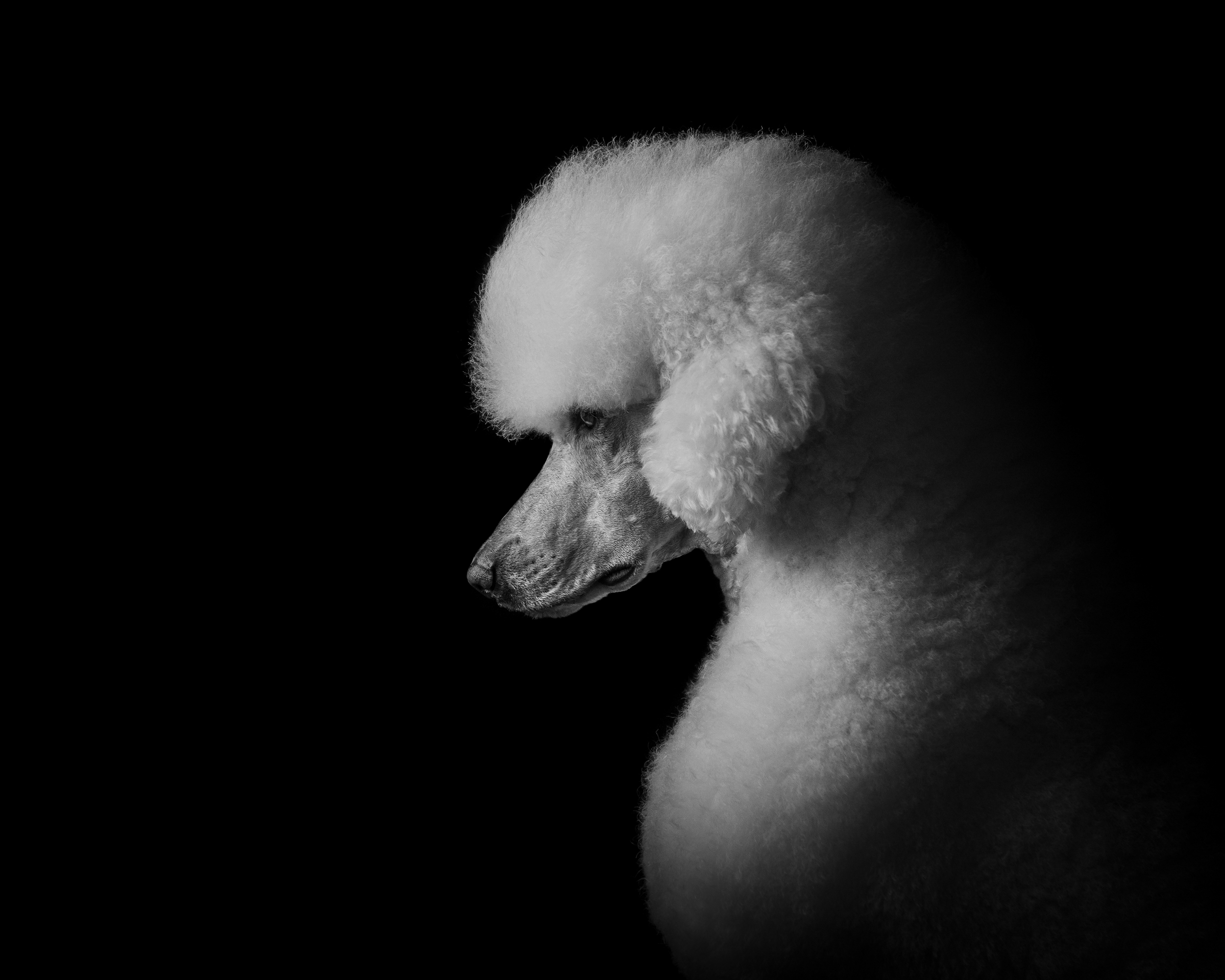 Dog Photography Awards 2025