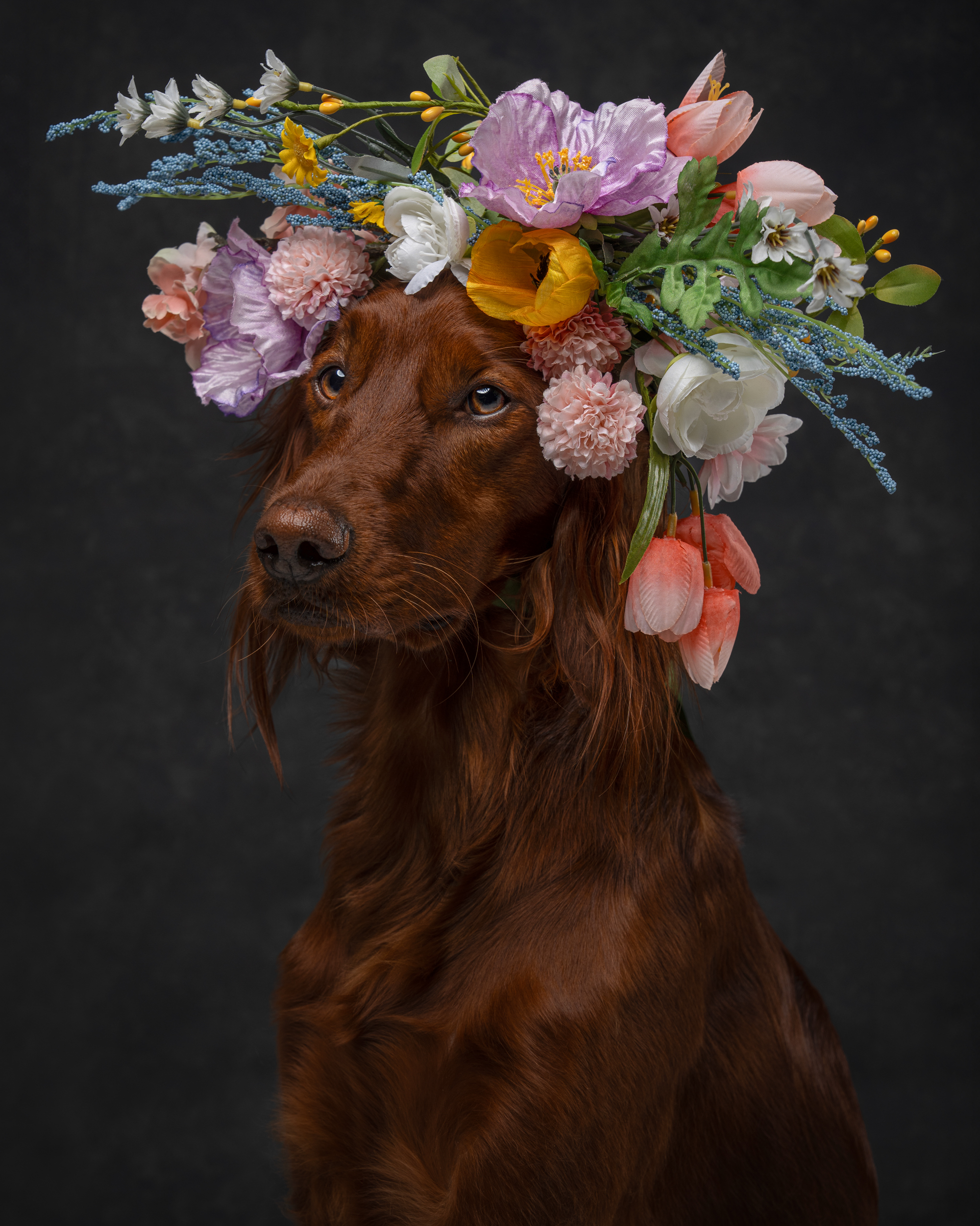 Dog Photography Awards 2025