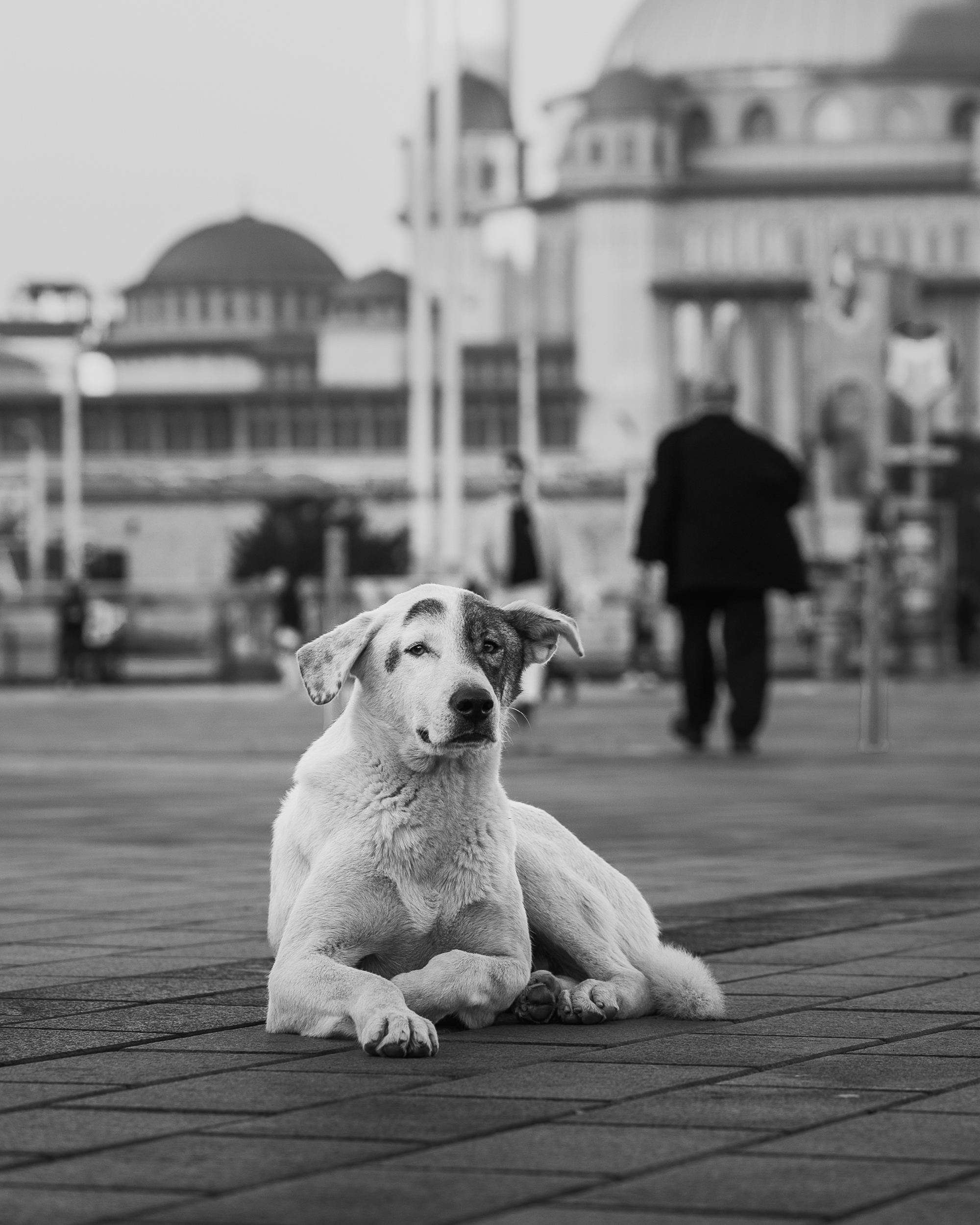 Dog Photography Awards 2025