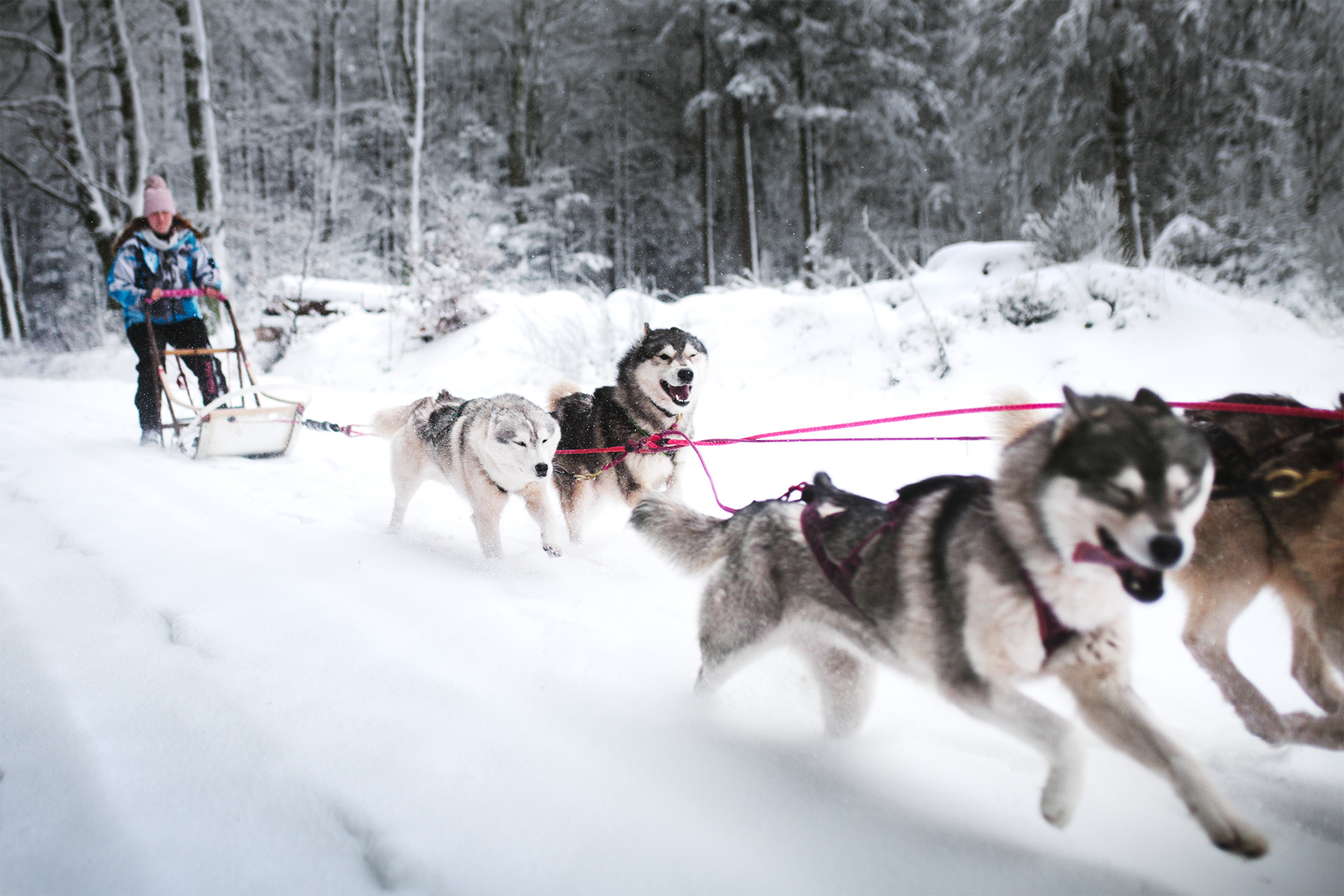 Dog Photography Awards 2025