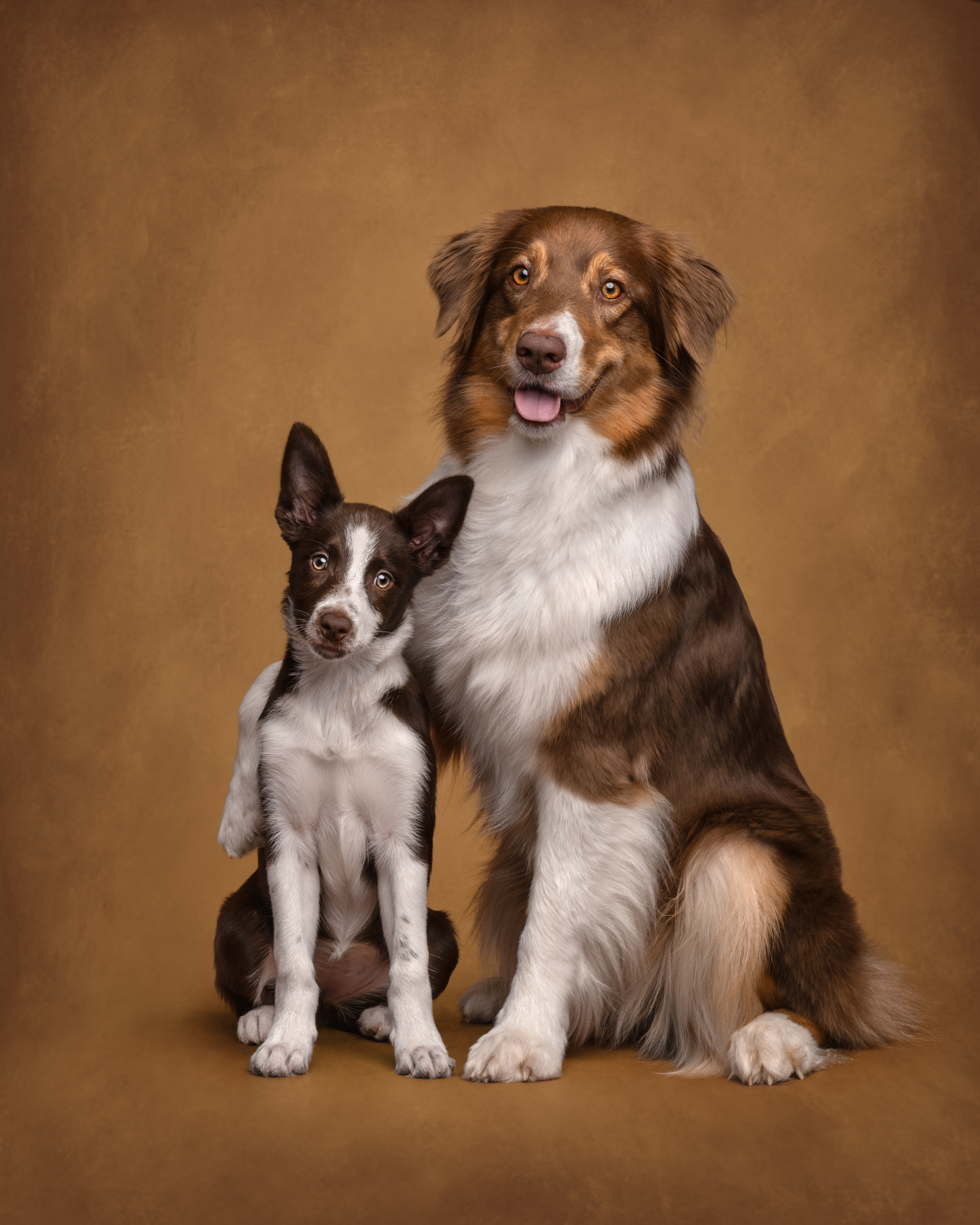 Dog Photography Awards 2025