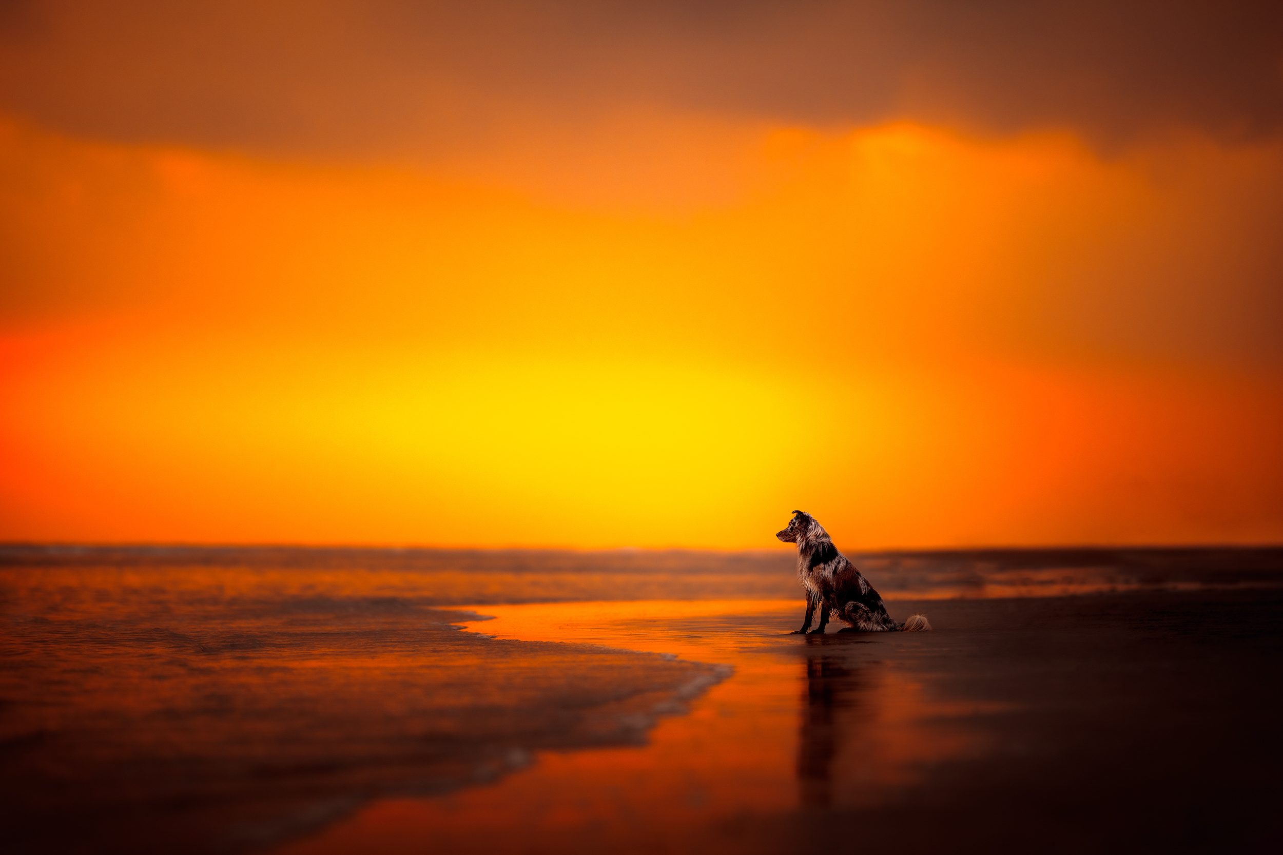 Dog Photography Awards 2025