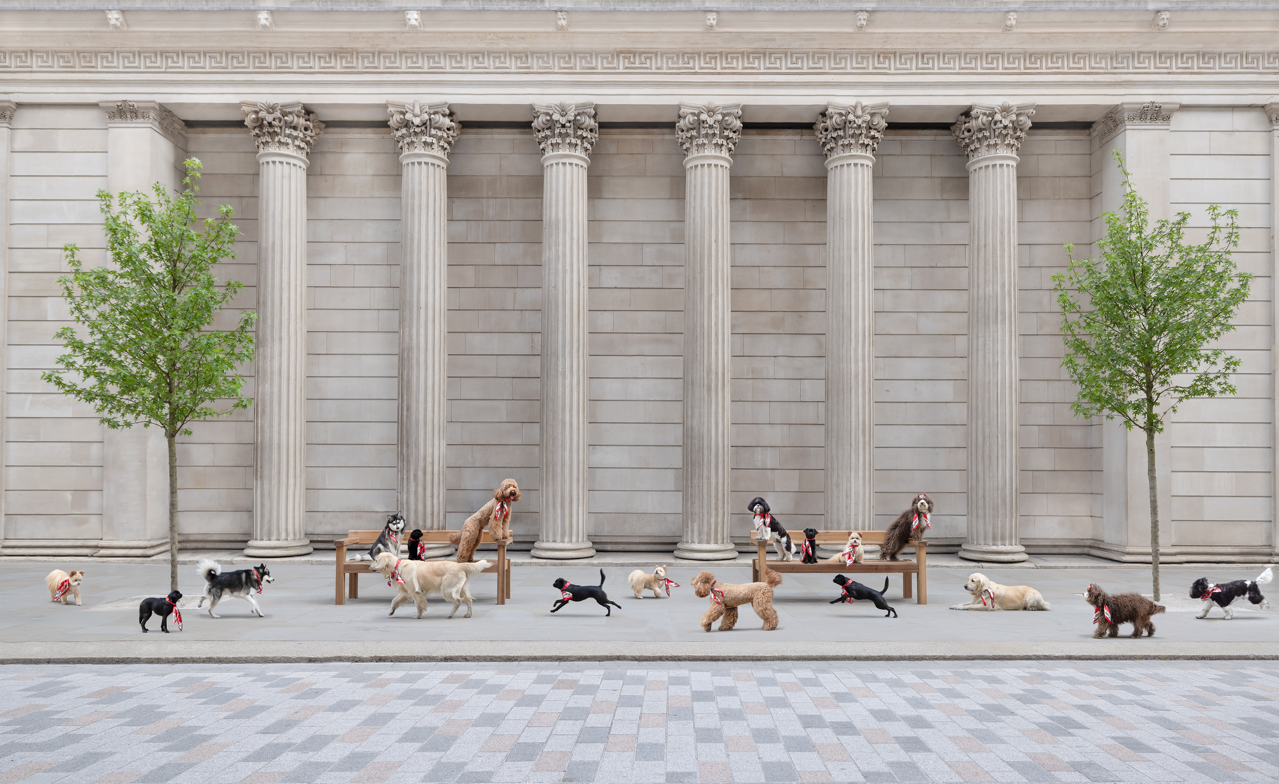 Dog Photography Awards 2025