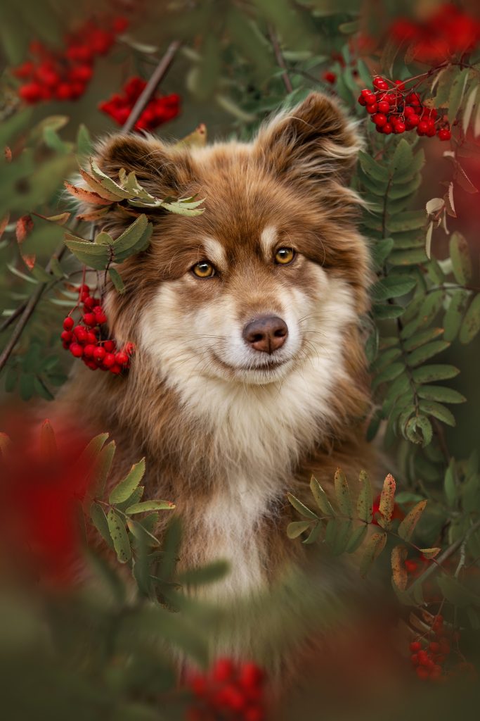 Paula Grekelä Dog Photography Awards 2025