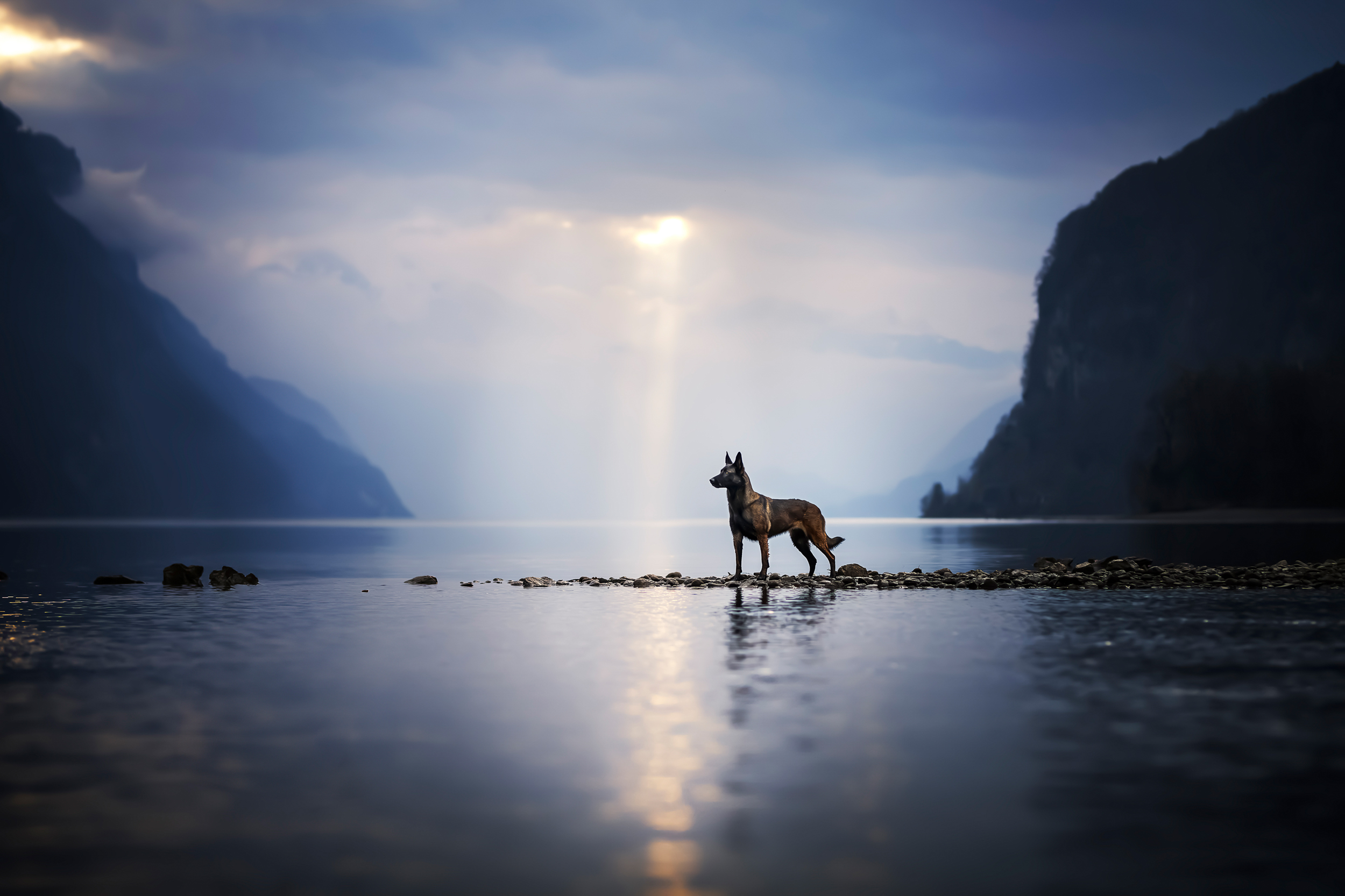 Dog Photography Awards 2025