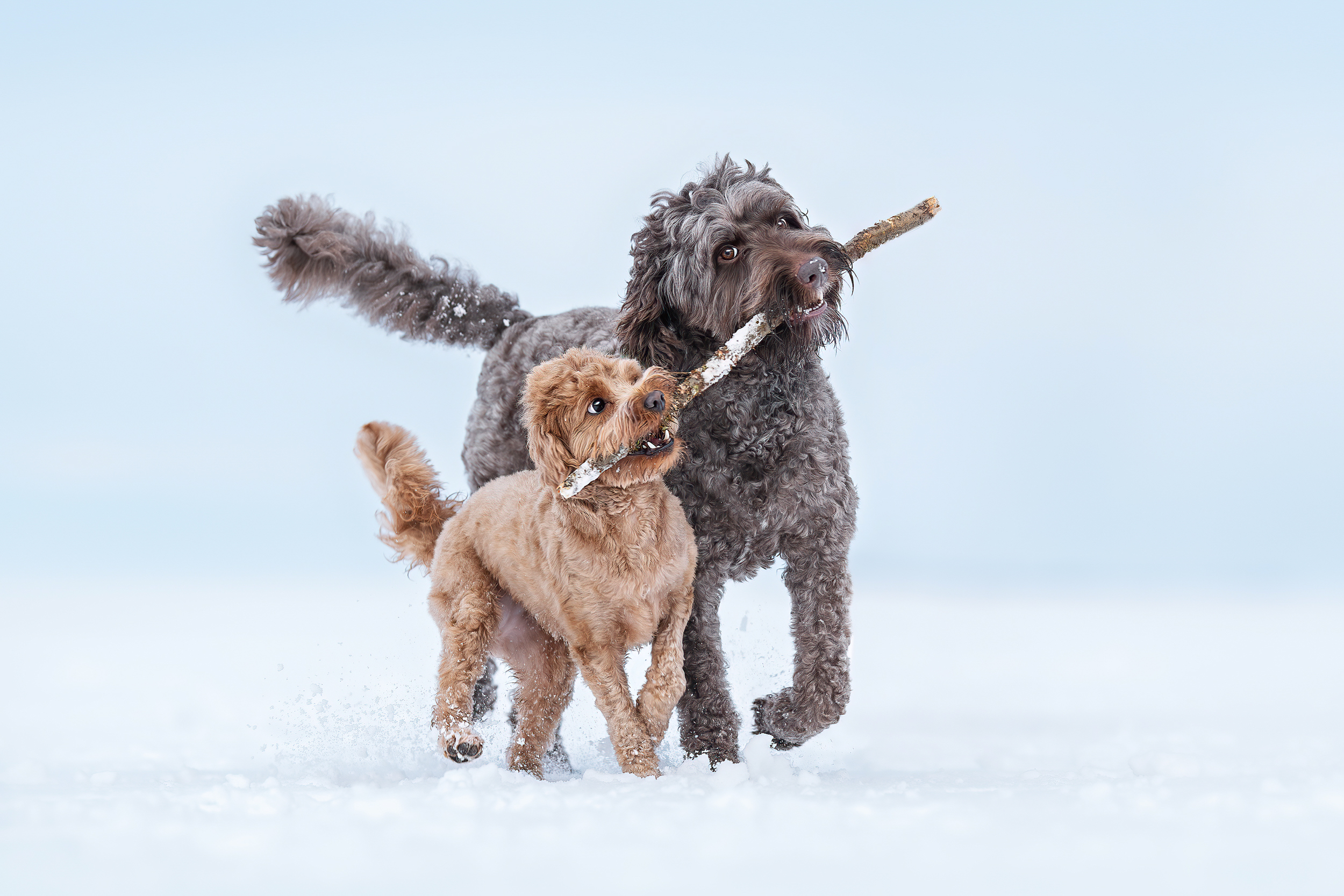 Dog Photography Awards 2025