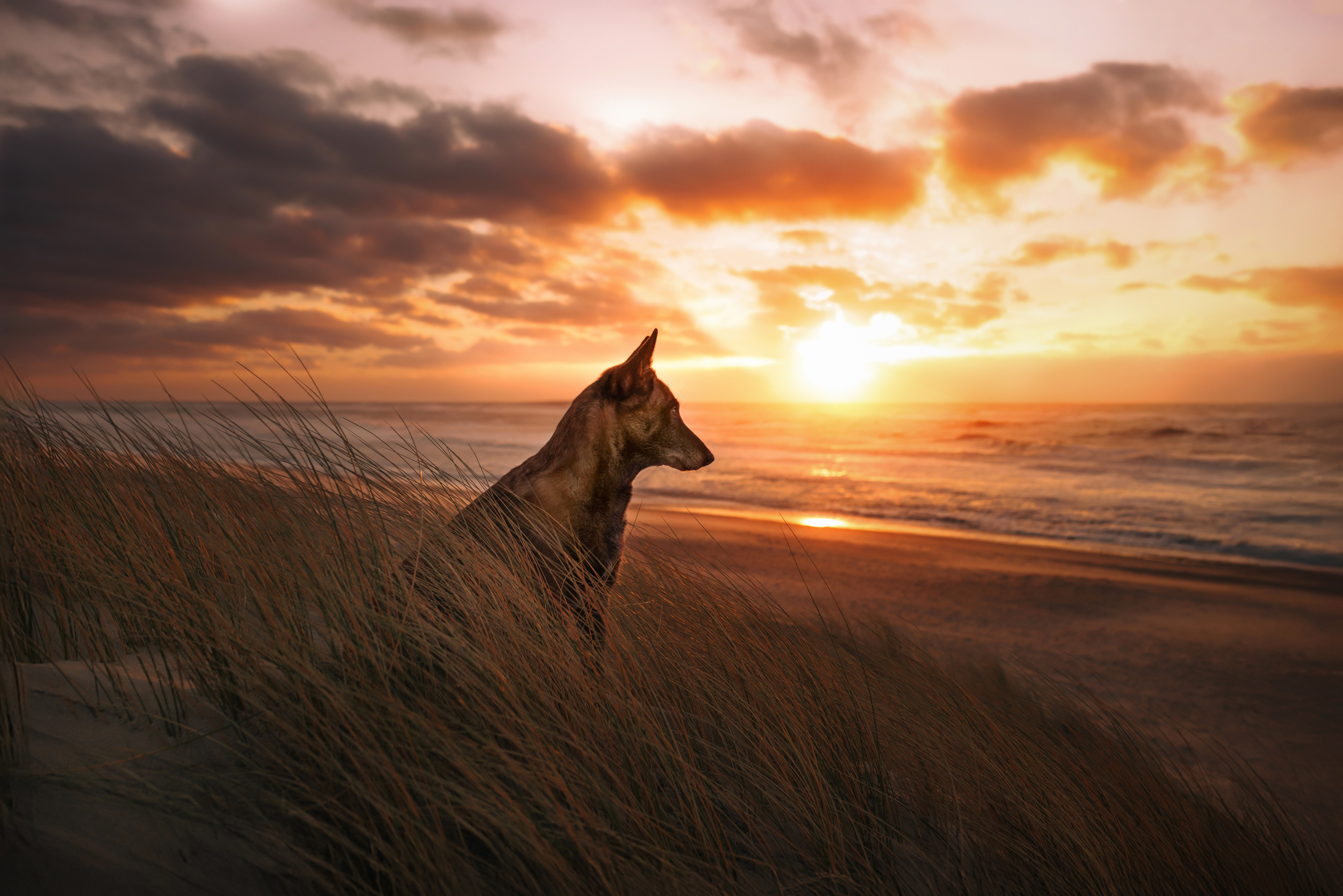 Dog Photography Awards 2025