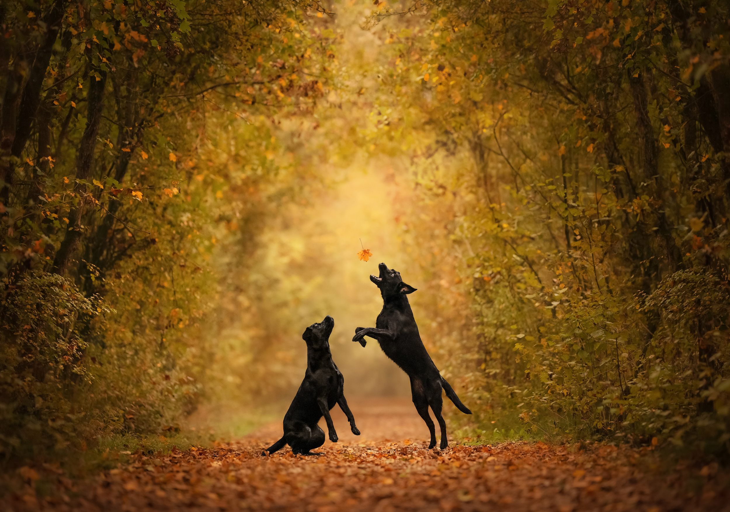 Dog Photography Awards 2025