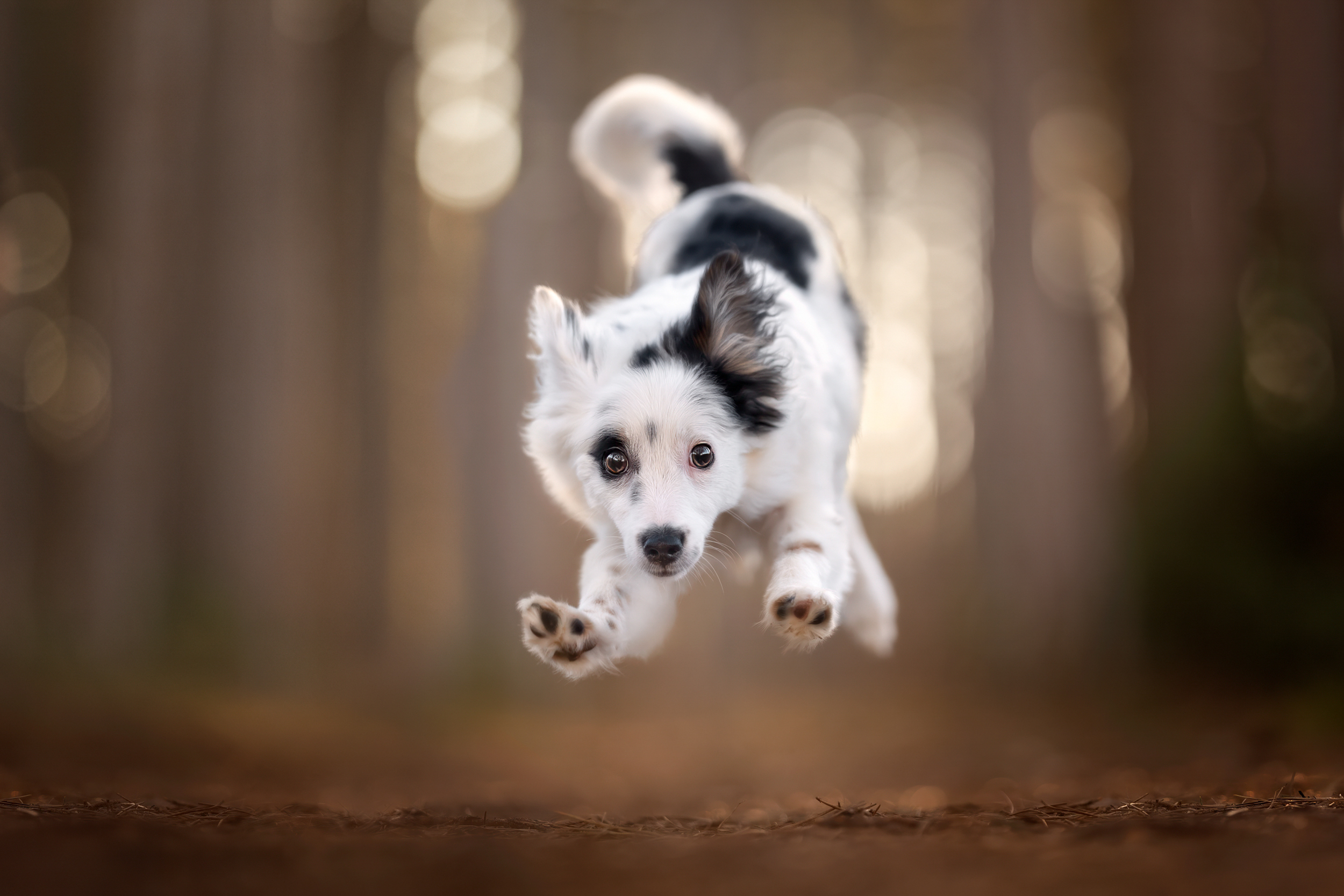 Dog Photography Awards 2025