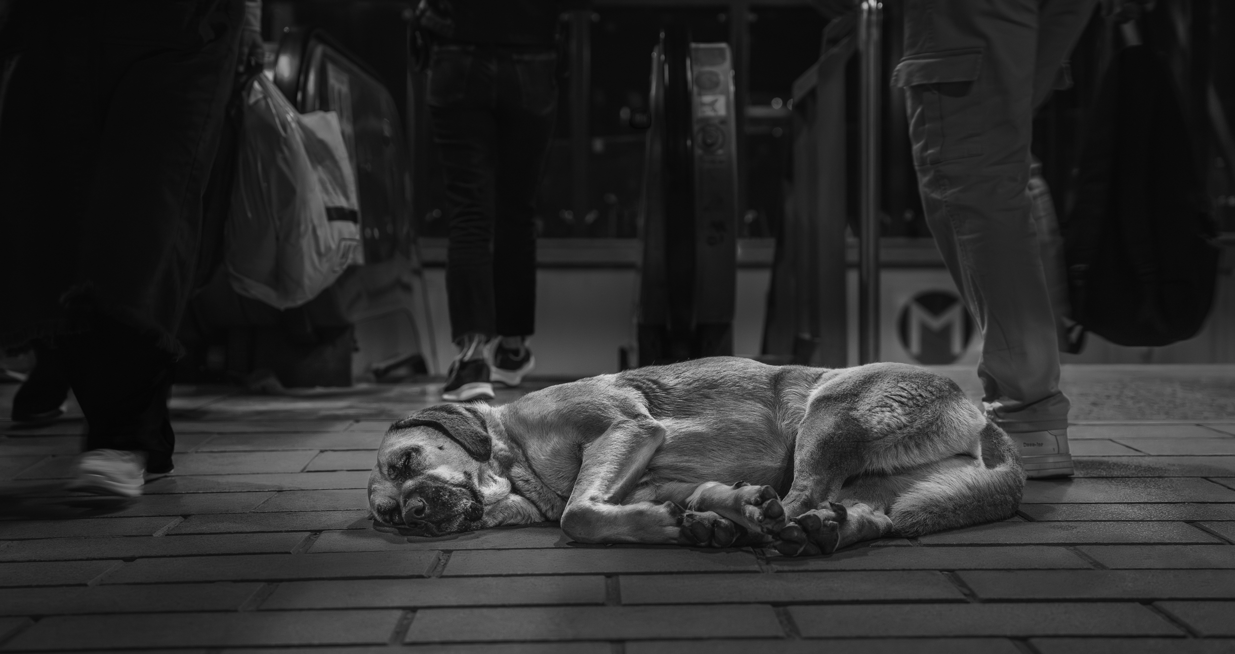 Dog Photography Awards 2025