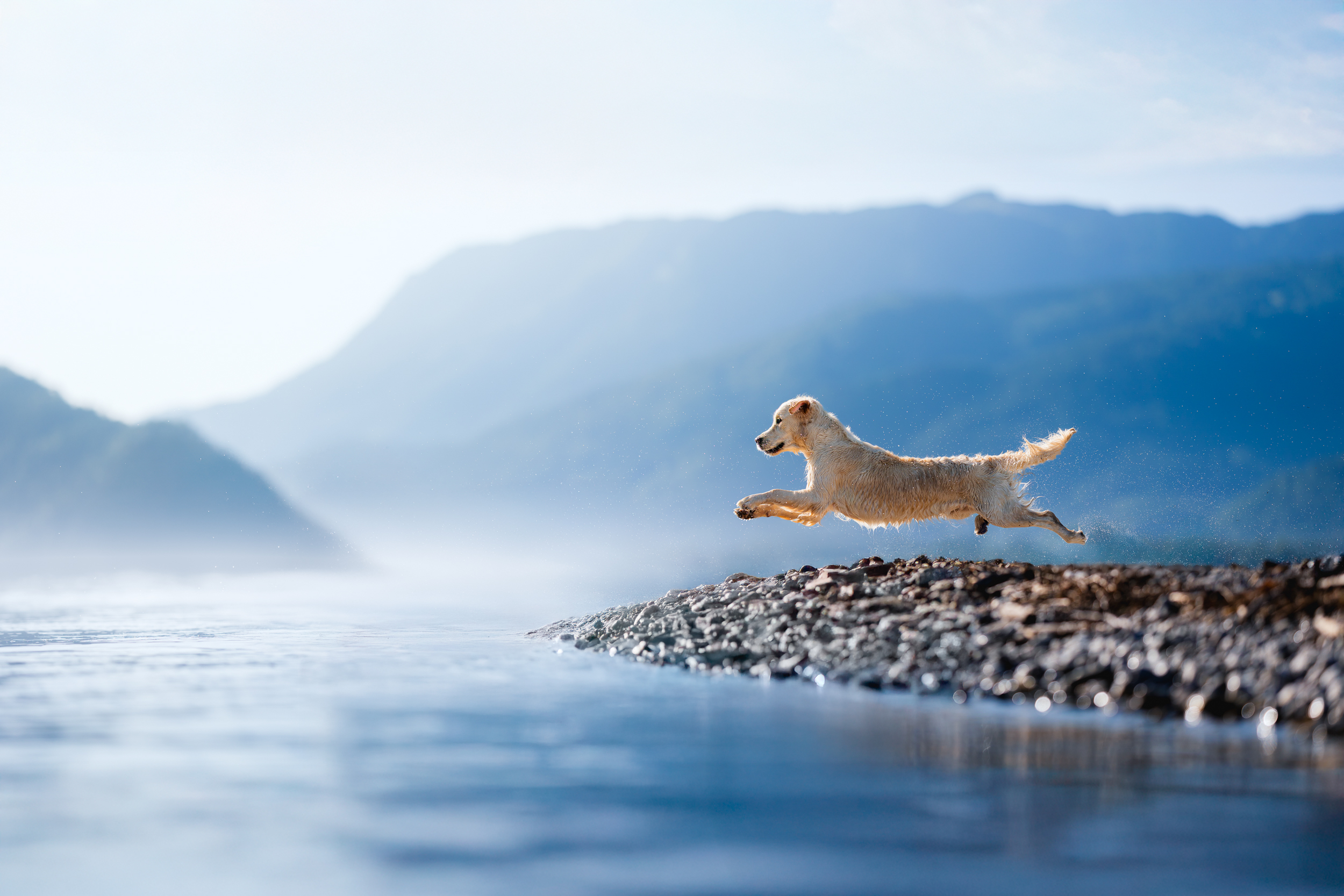 Dog Photography Awards 2025