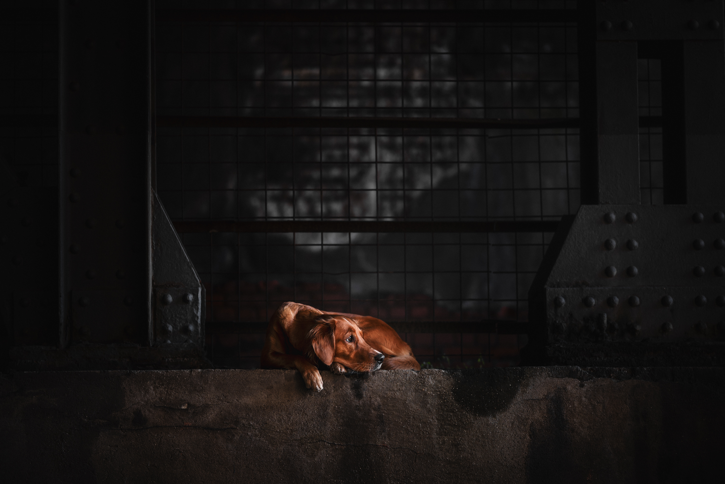 Dog Photography Awards 2025