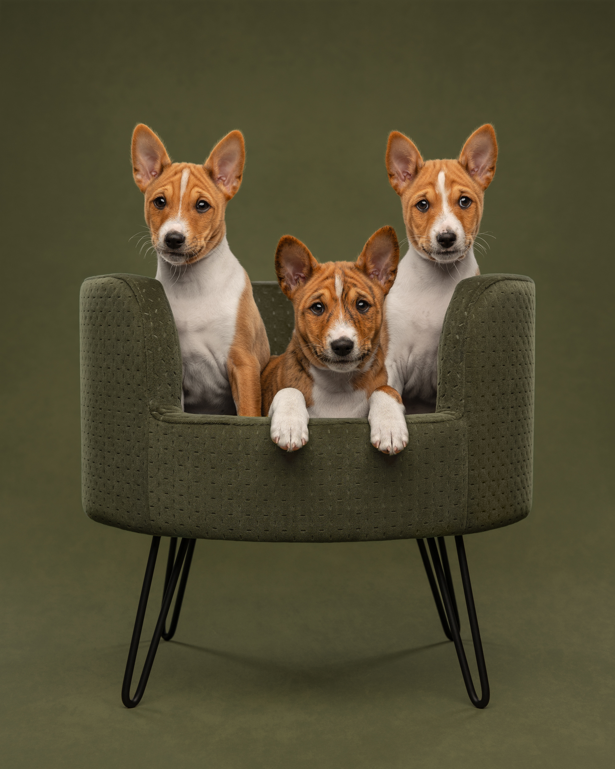 Dog Photography Awards 2025