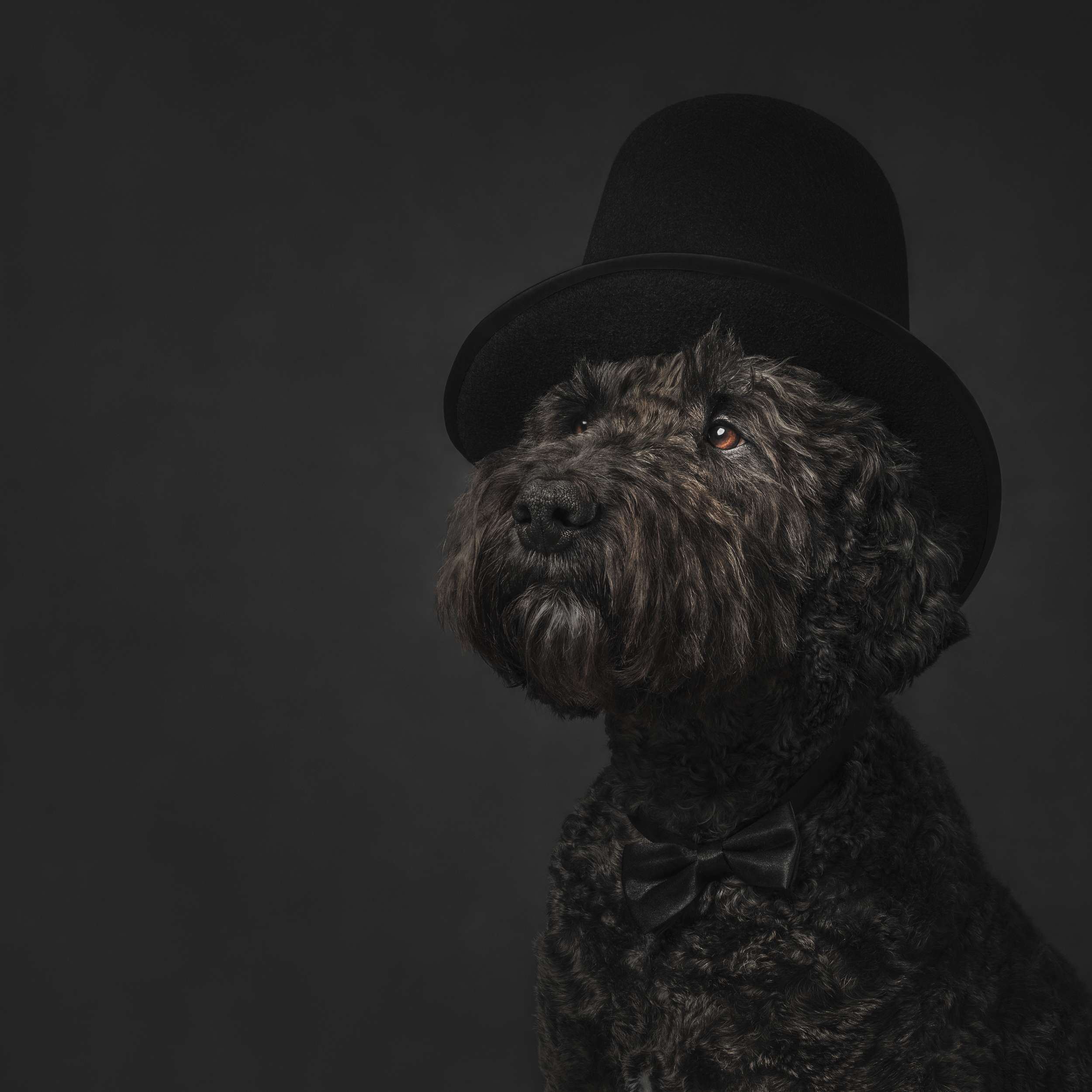 Dog Photography Awards 2025