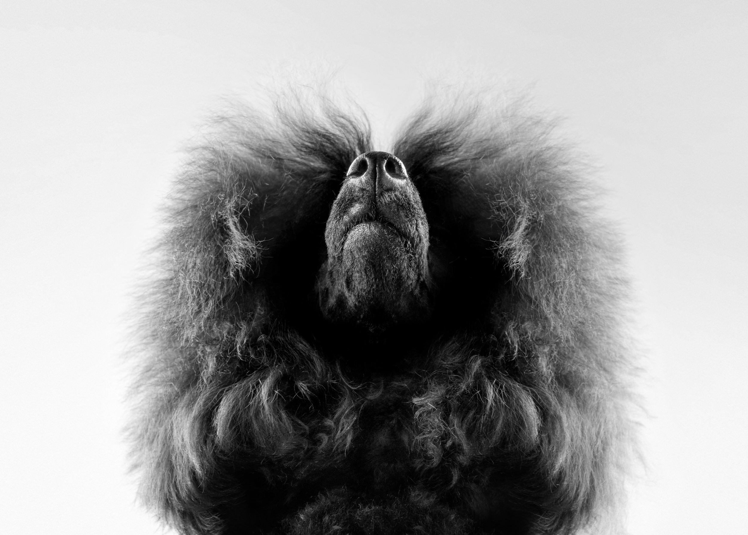 Dog Photography Awards 2025