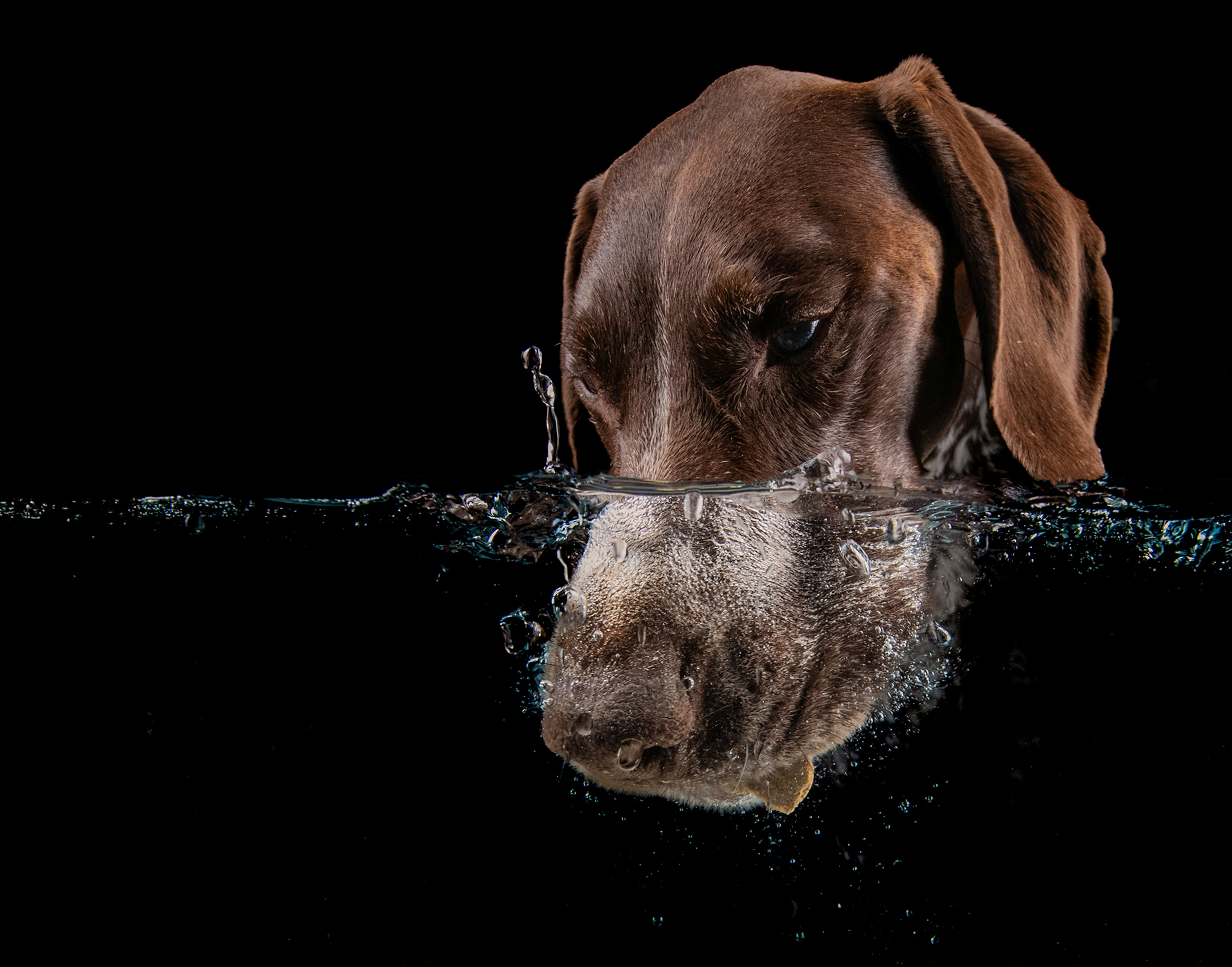Dog Photography Awards 2025
