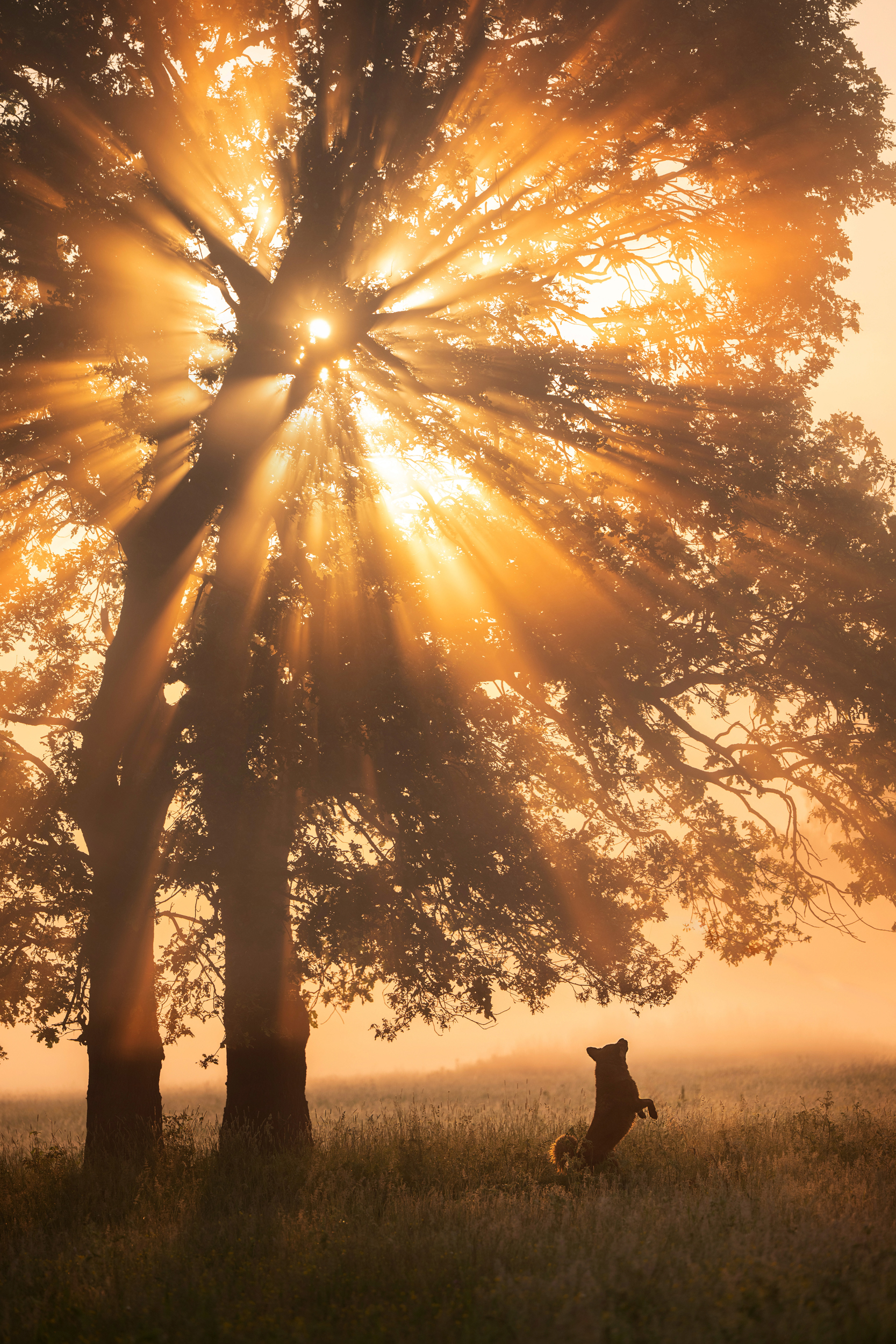 Dog Photography Awards 2025