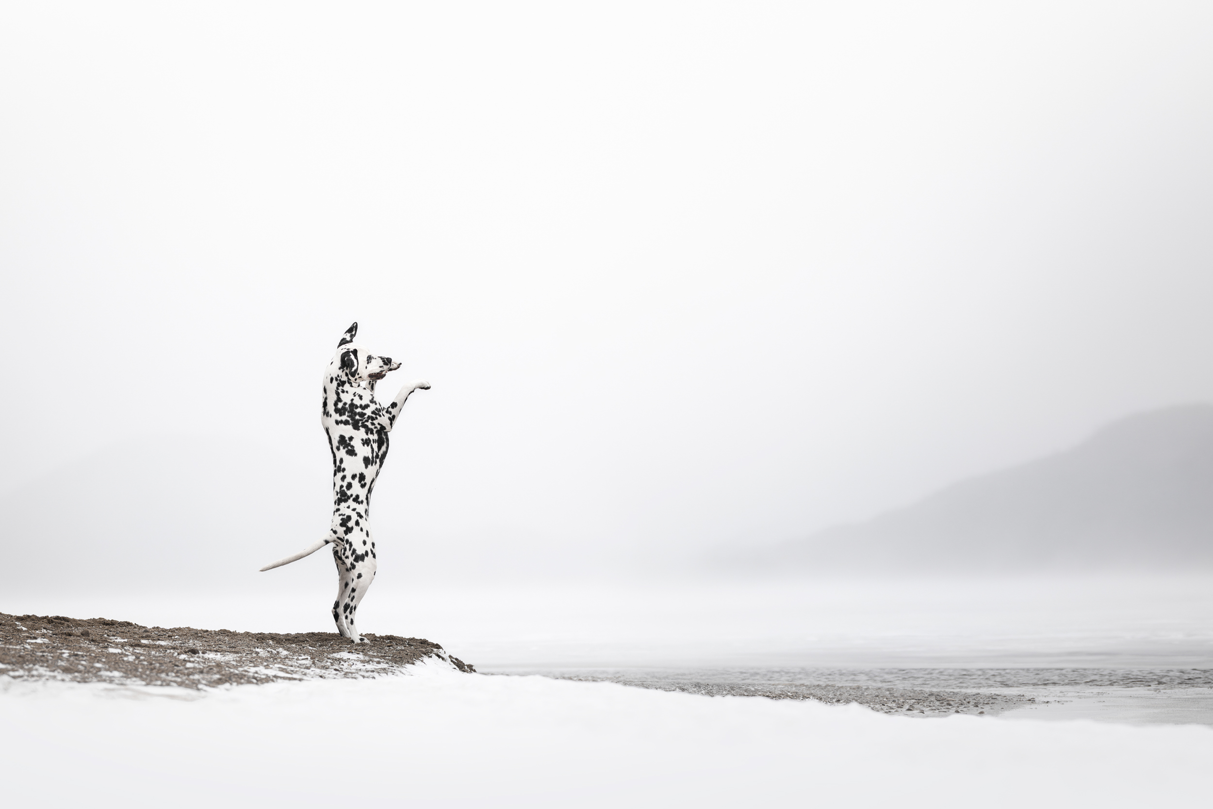 Dog Photography Awards 2025