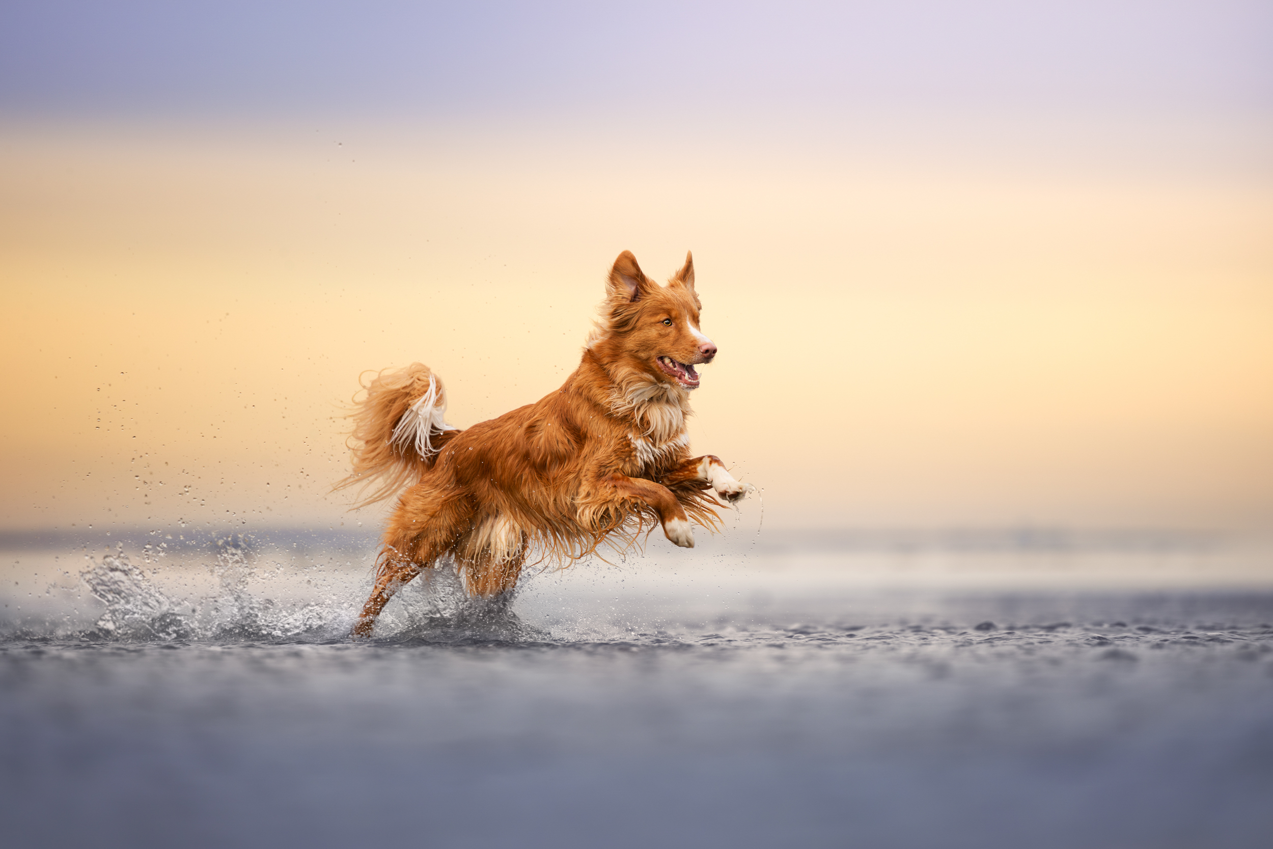 Dog Photography Awards 2025