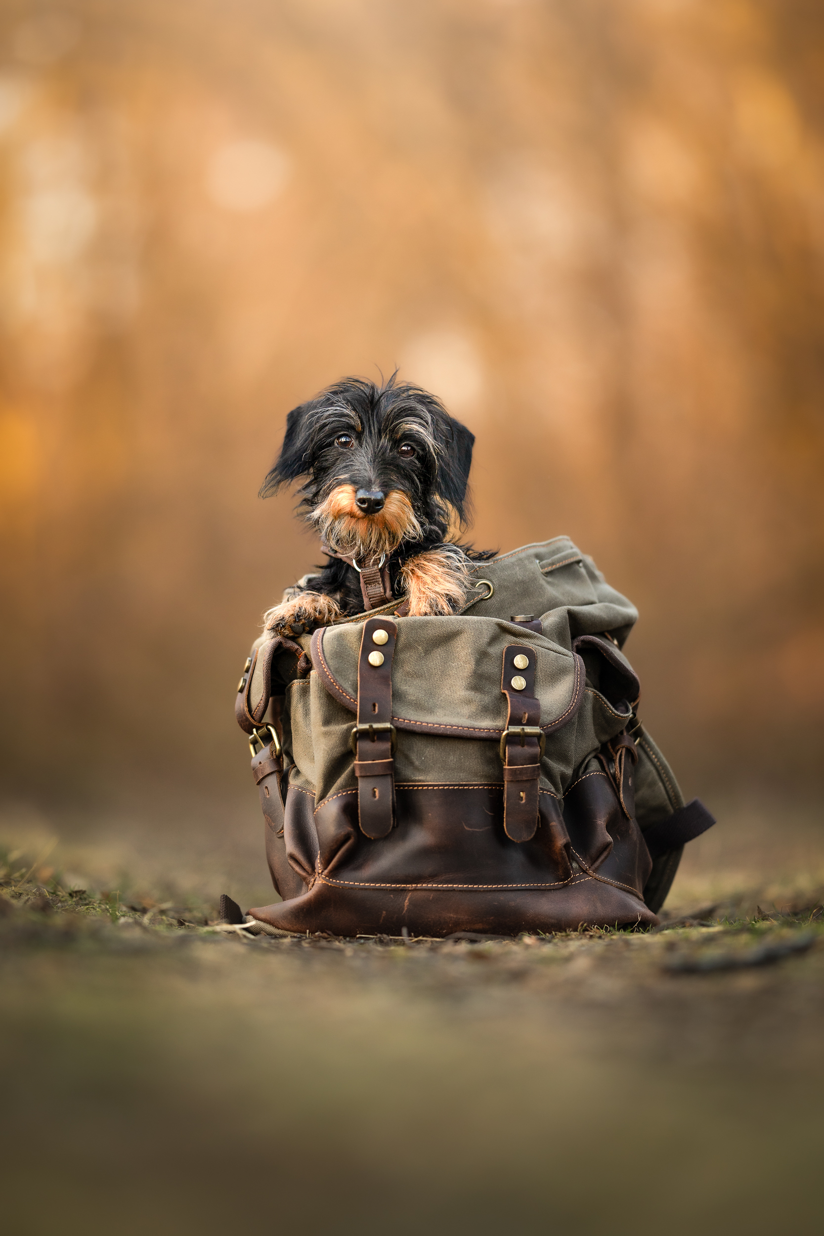 Dog Photography Awards 2025
