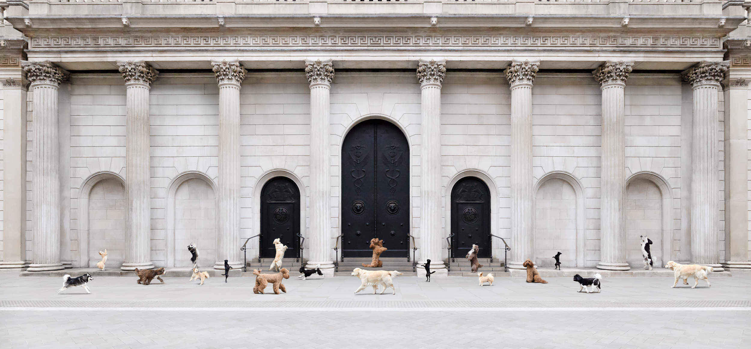 Dog Photography Awards 2025